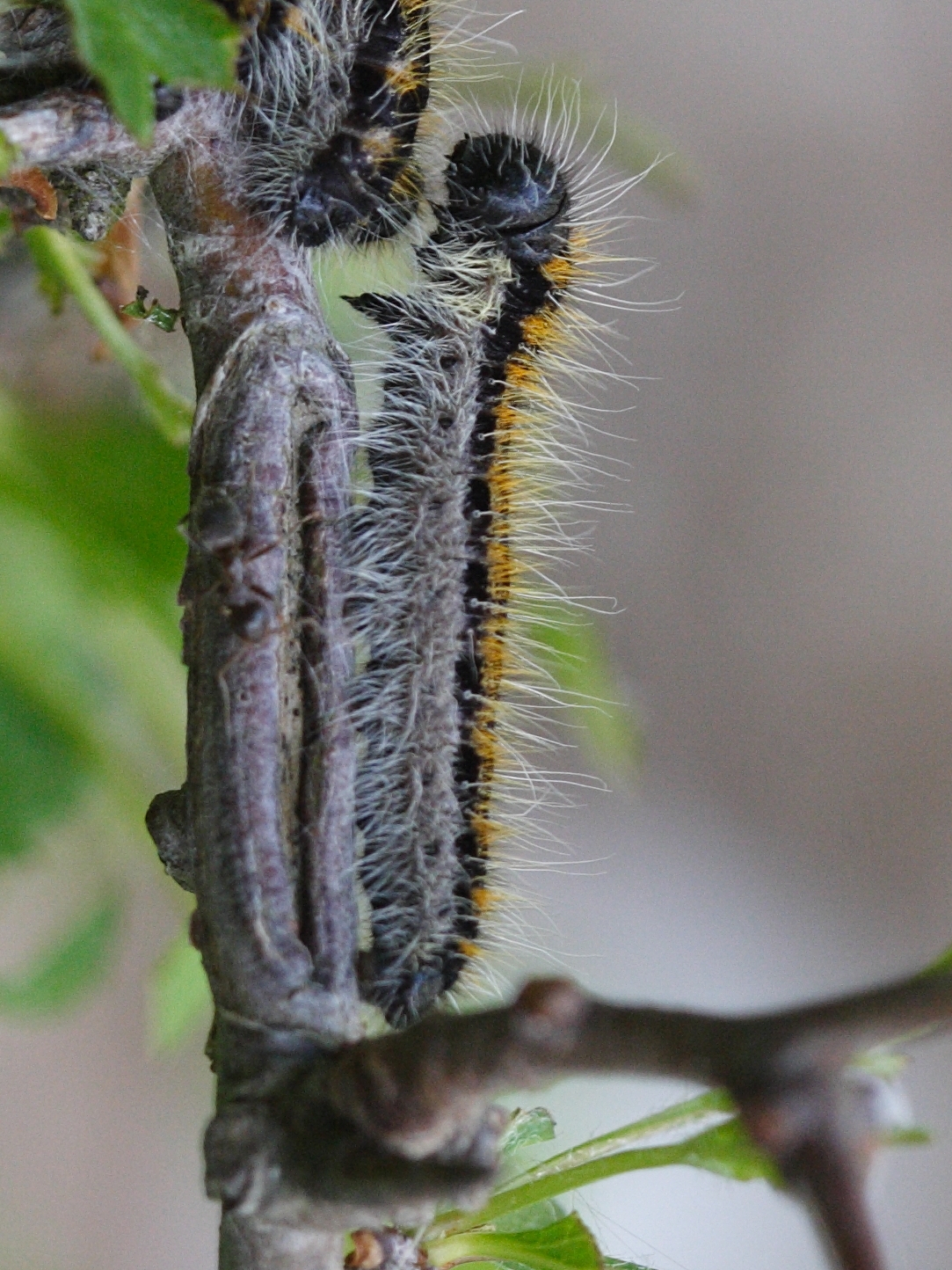 aporia_crataegi_ch1md