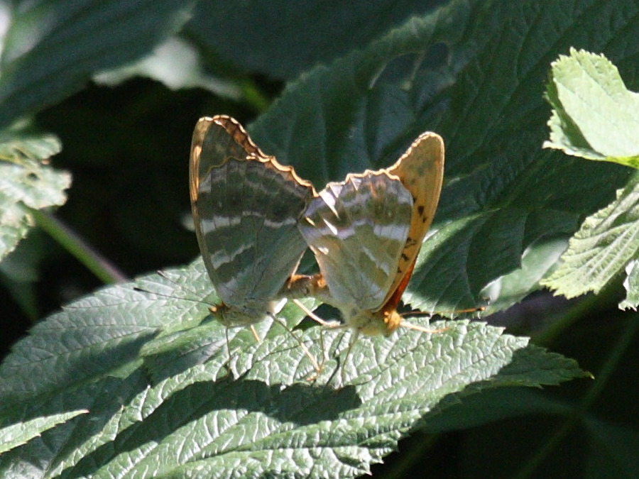 argynnis_paphia6bd