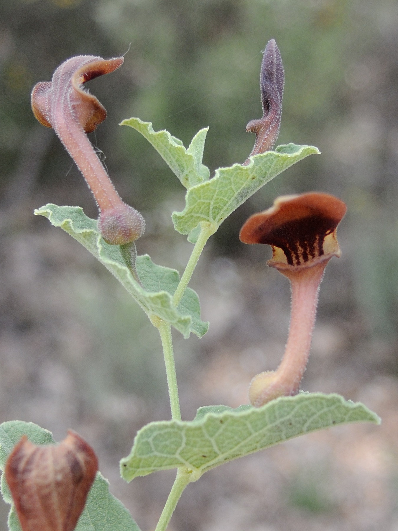 Afficher le média aristolochia_pistolochia1md aristolochia_pistolochia1md