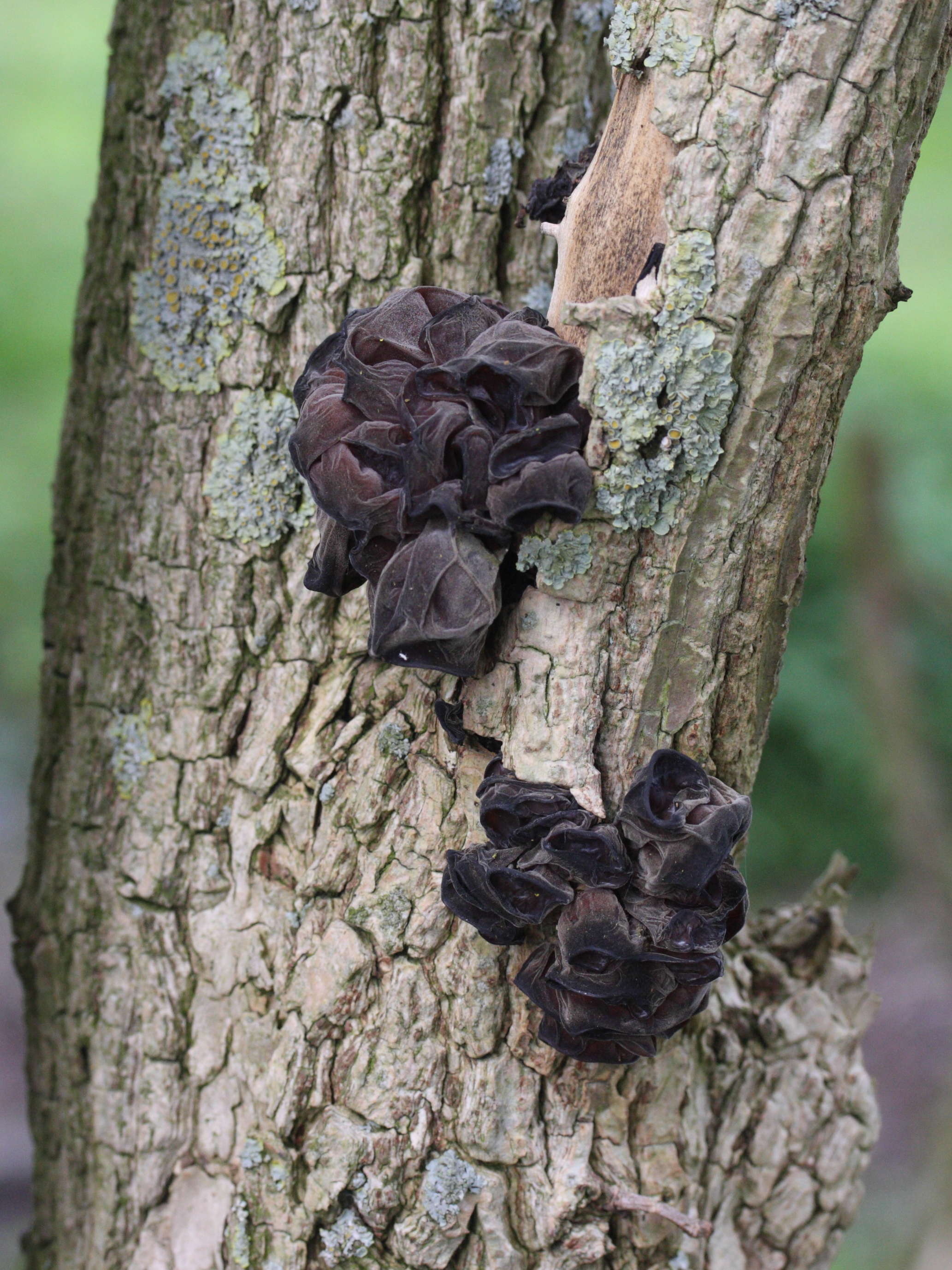 Afficher le média auricularia_auricula-judae3md auricularia_auricula-judae3md