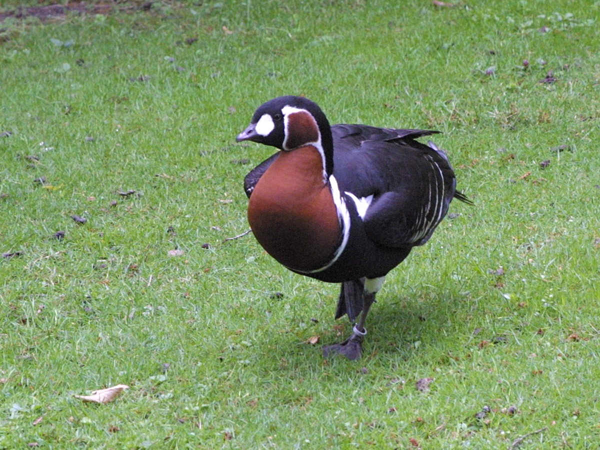 bernache_a_cou_roux_-_branta_ruficollis2md
