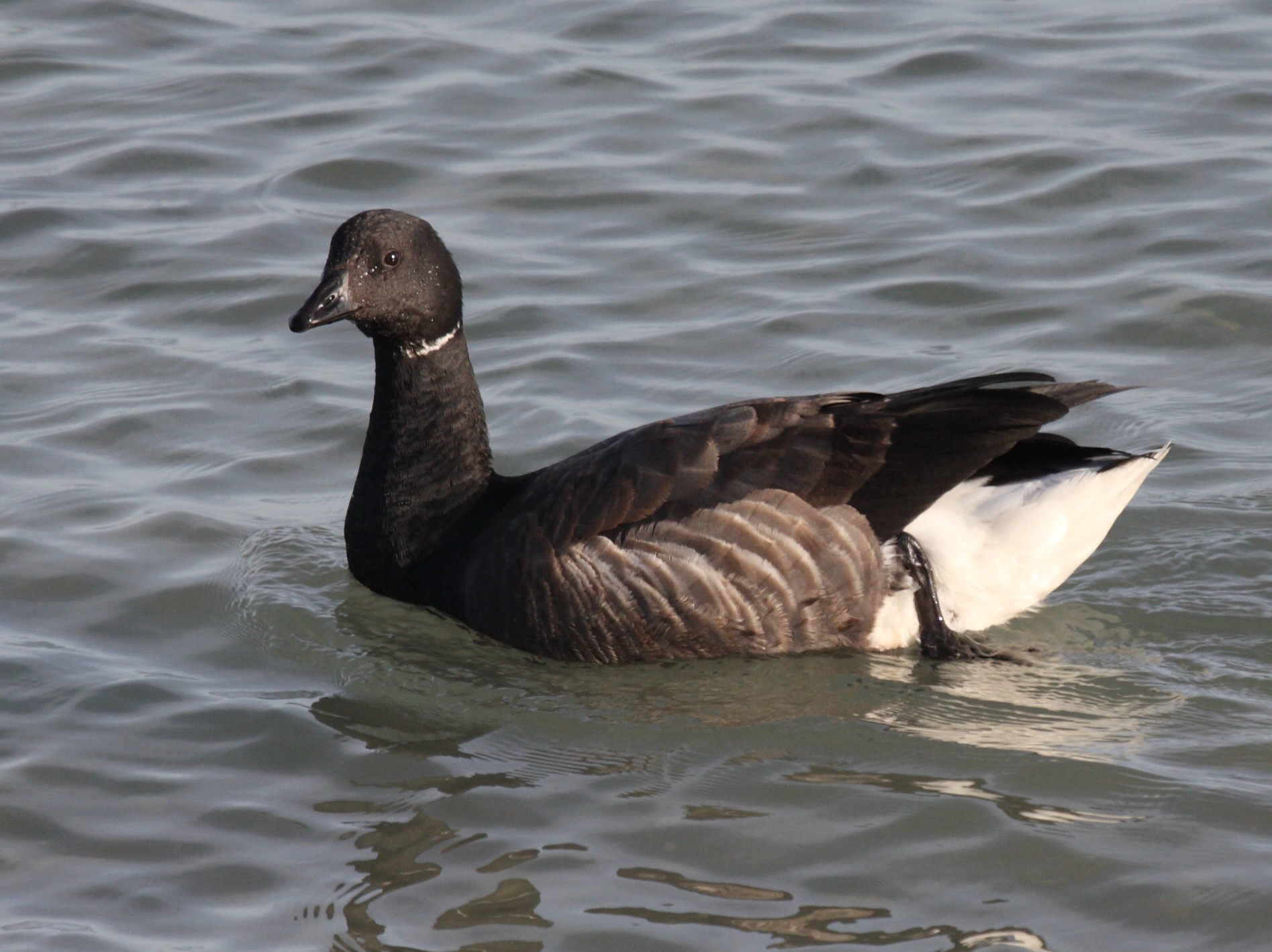 bernache_cravant_-_branta_bernicla2bd