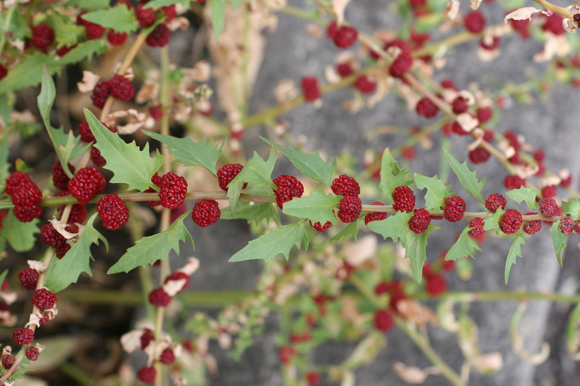 Afficher le média blitum_virgatum1md blitum_virgatum1md