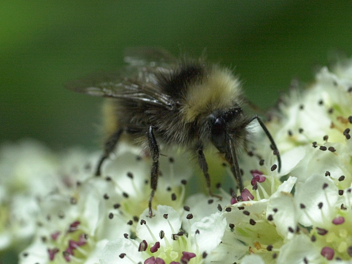 bombus_pratorum1bd
