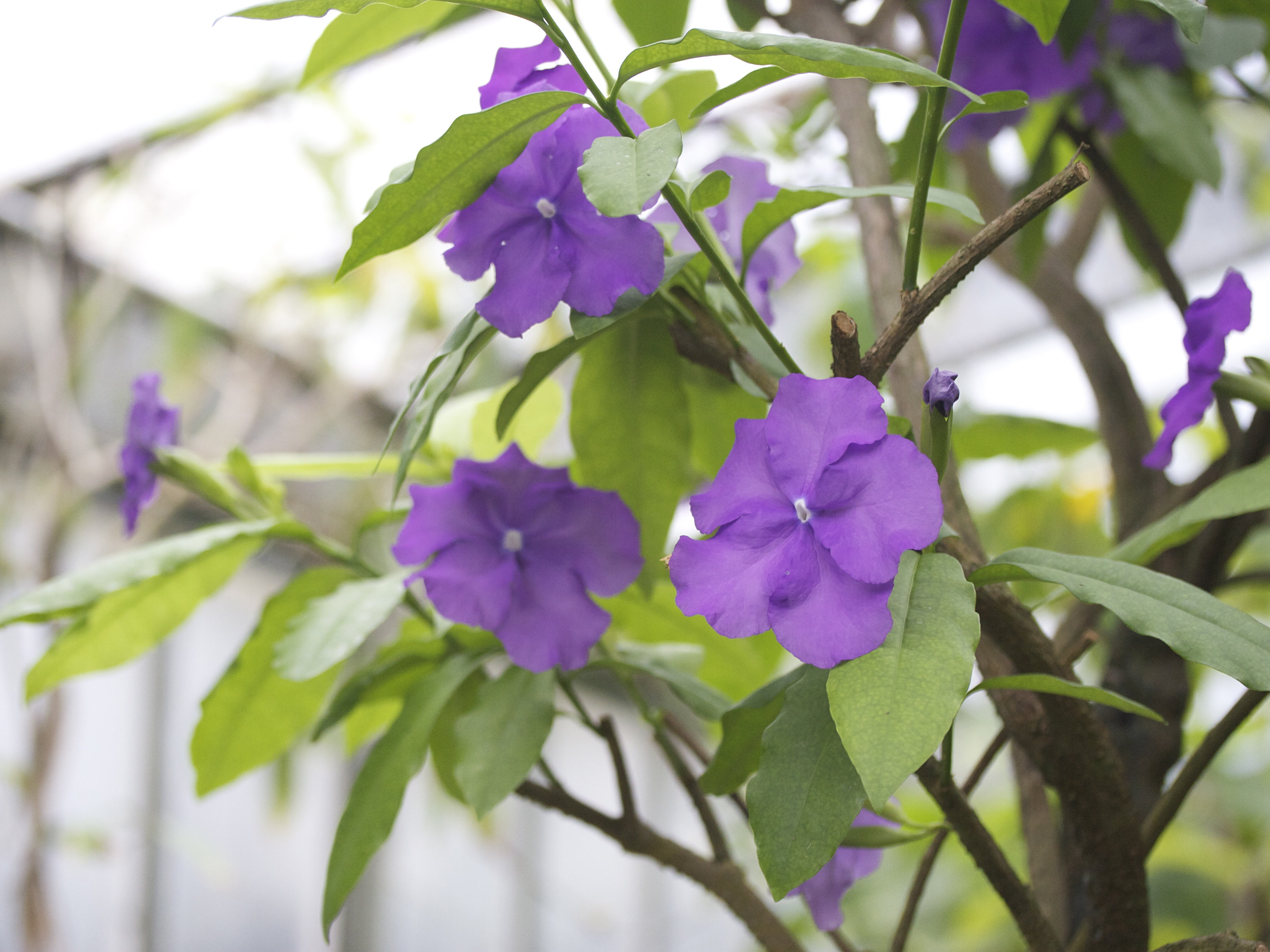 Afficher le média brunfelsia_pauciflora1md brunfelsia_pauciflora1md