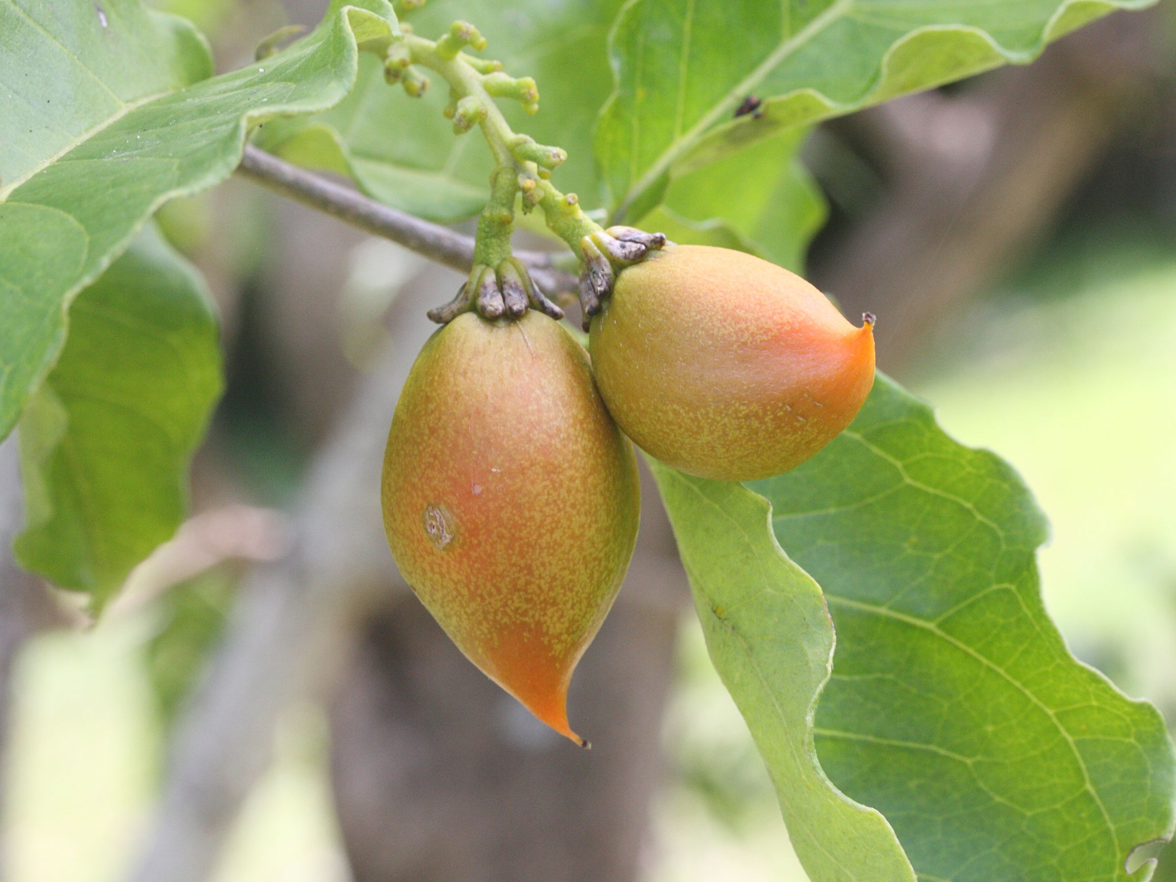 Afficher le média bunchosia_armeniaca3md bunchosia_armeniaca3md
