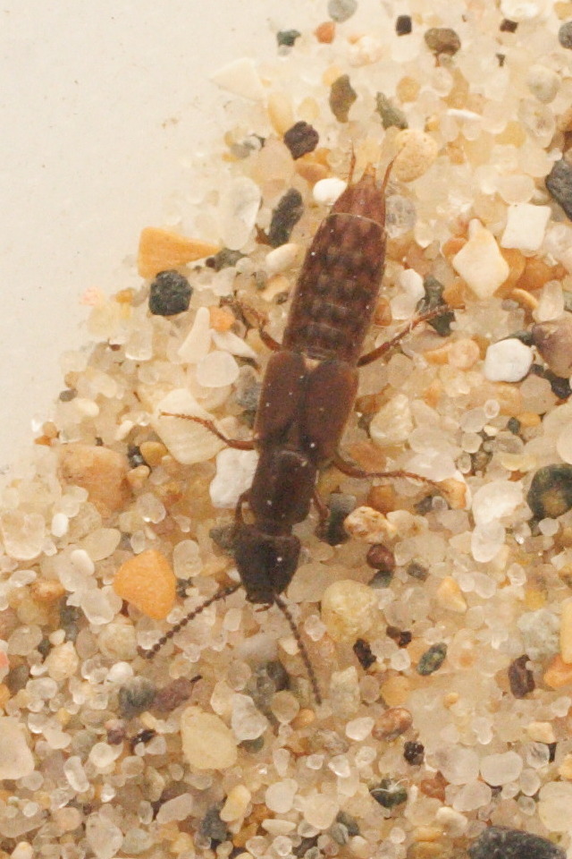 cafius_xantholoma1md