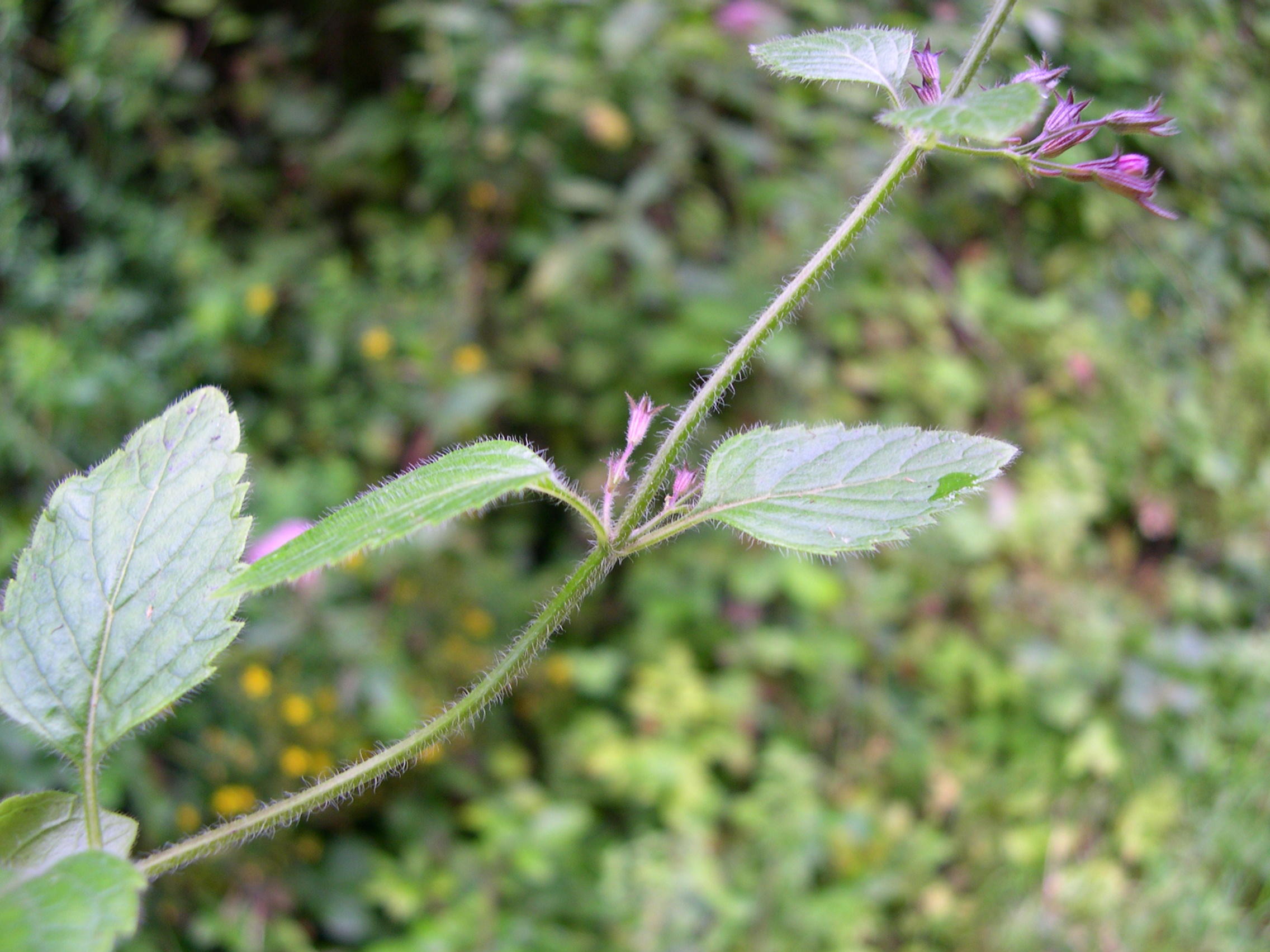 calamintha_menthifolia2md