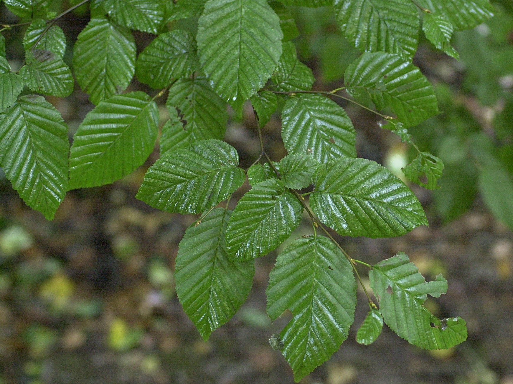 carpinus_betulus2md