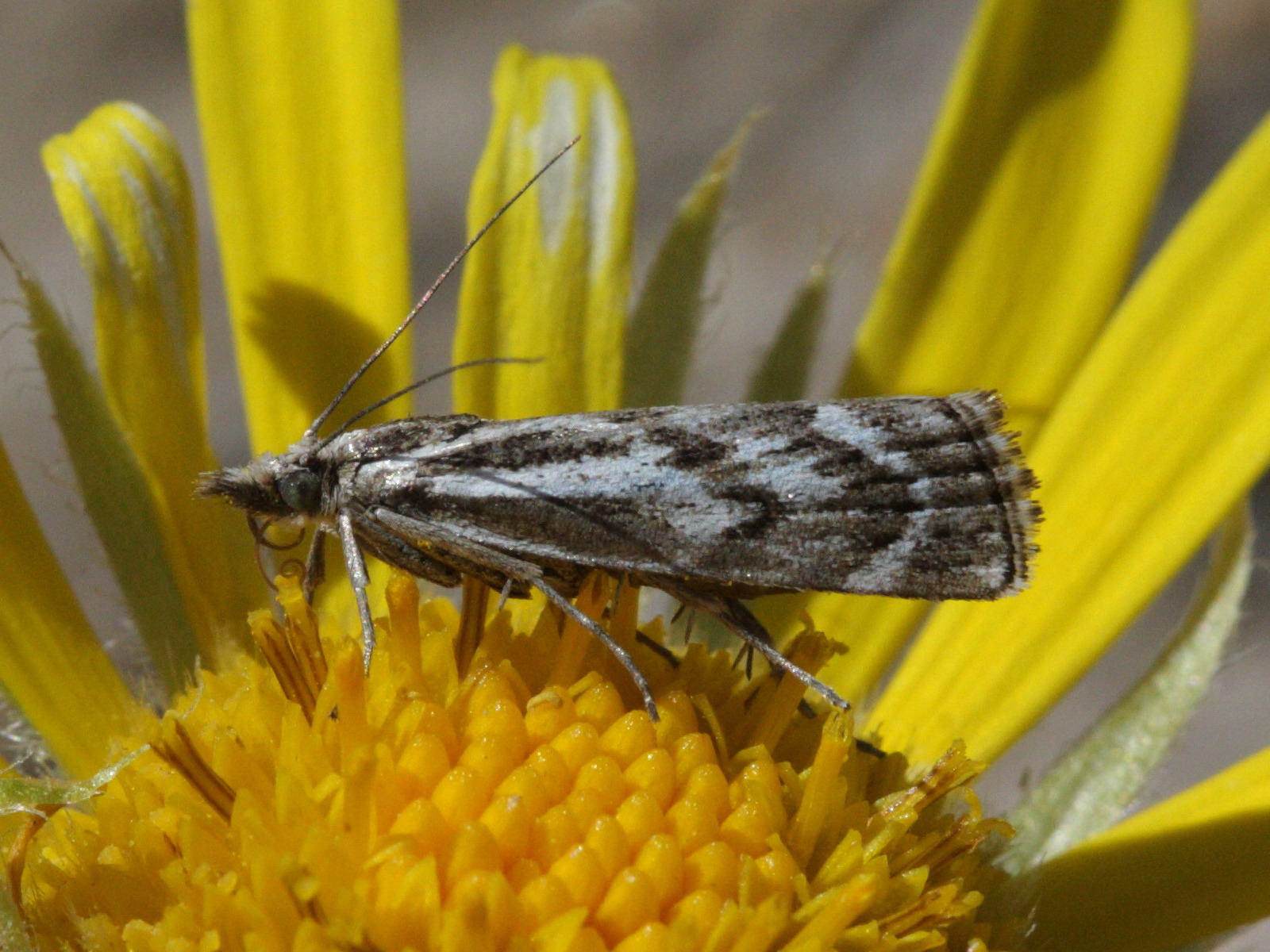 catoptria_zermattensis2bd