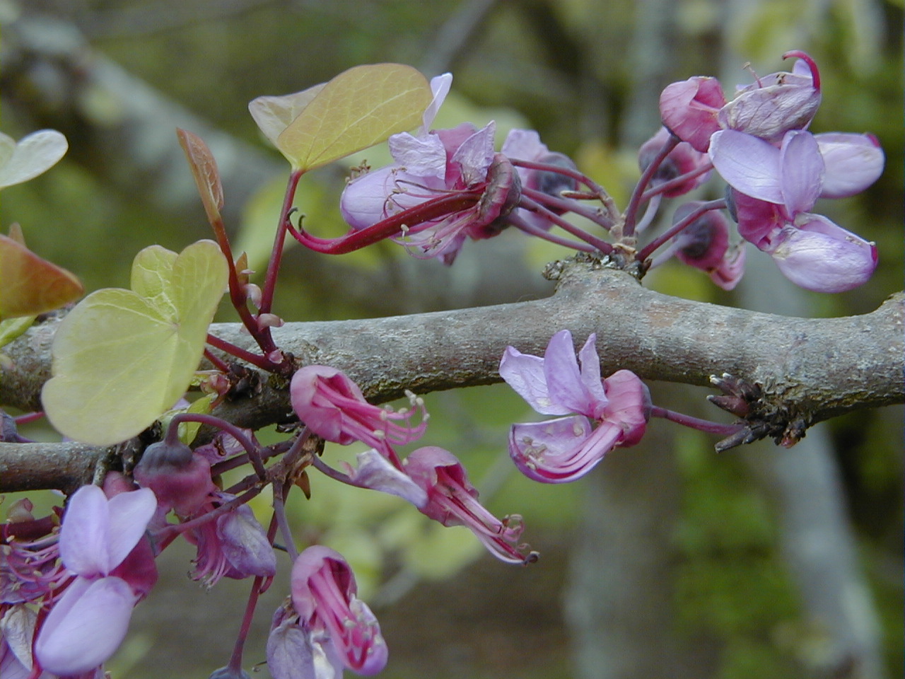 Afficher le média cercis_siliquastrum7md cercis_siliquastrum7md