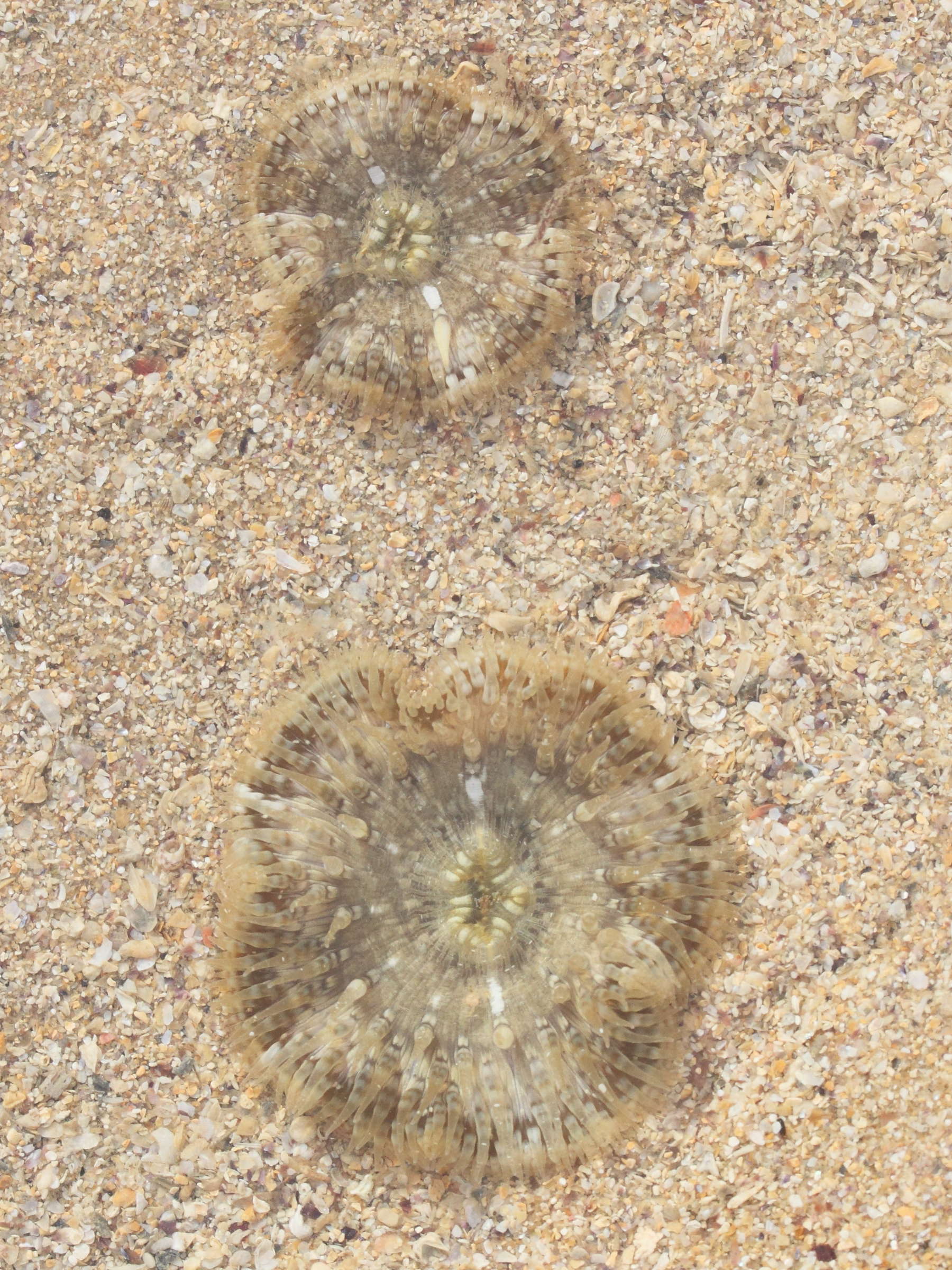 cereus_pedunculatus4md