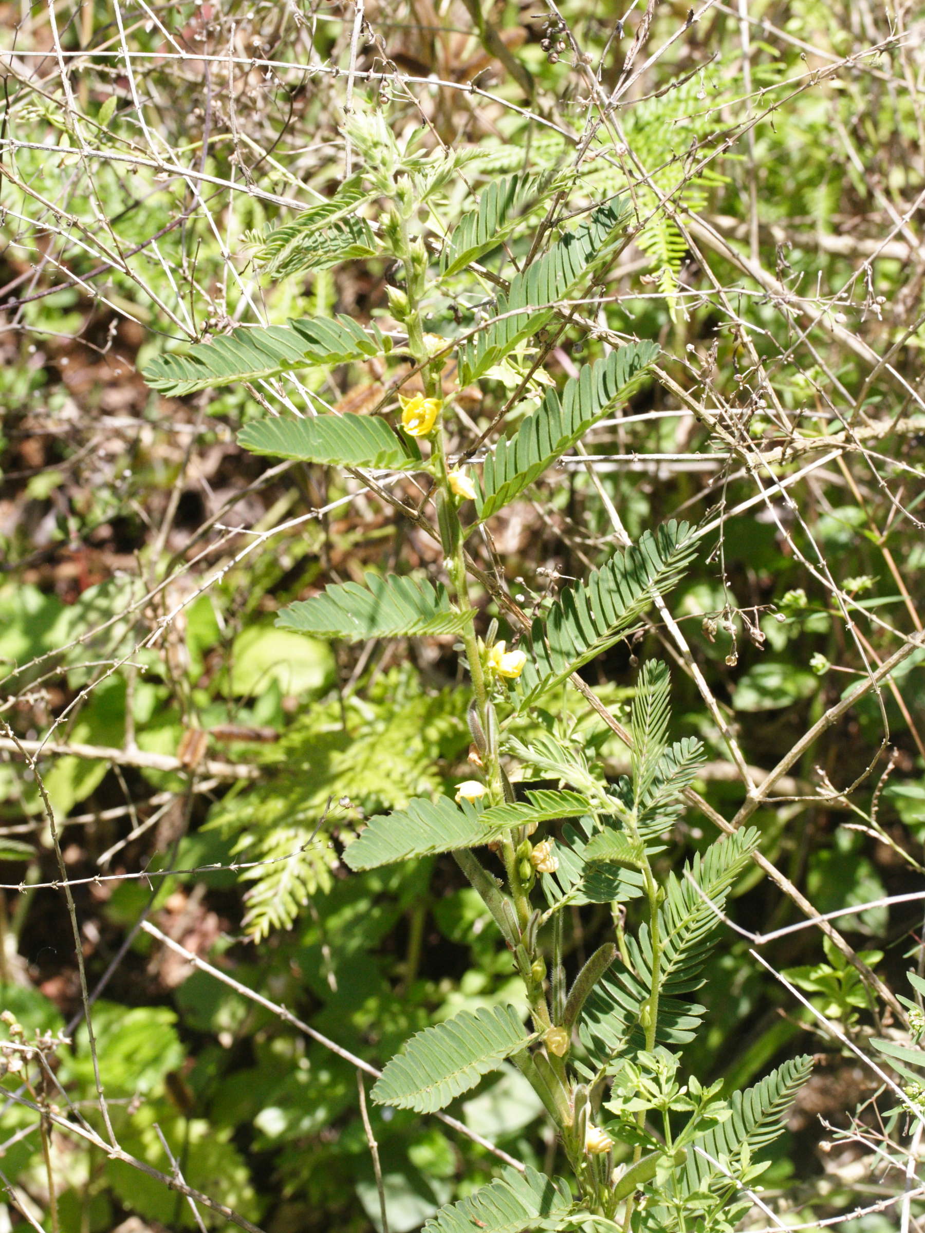 chamaecrista_nictitans1md