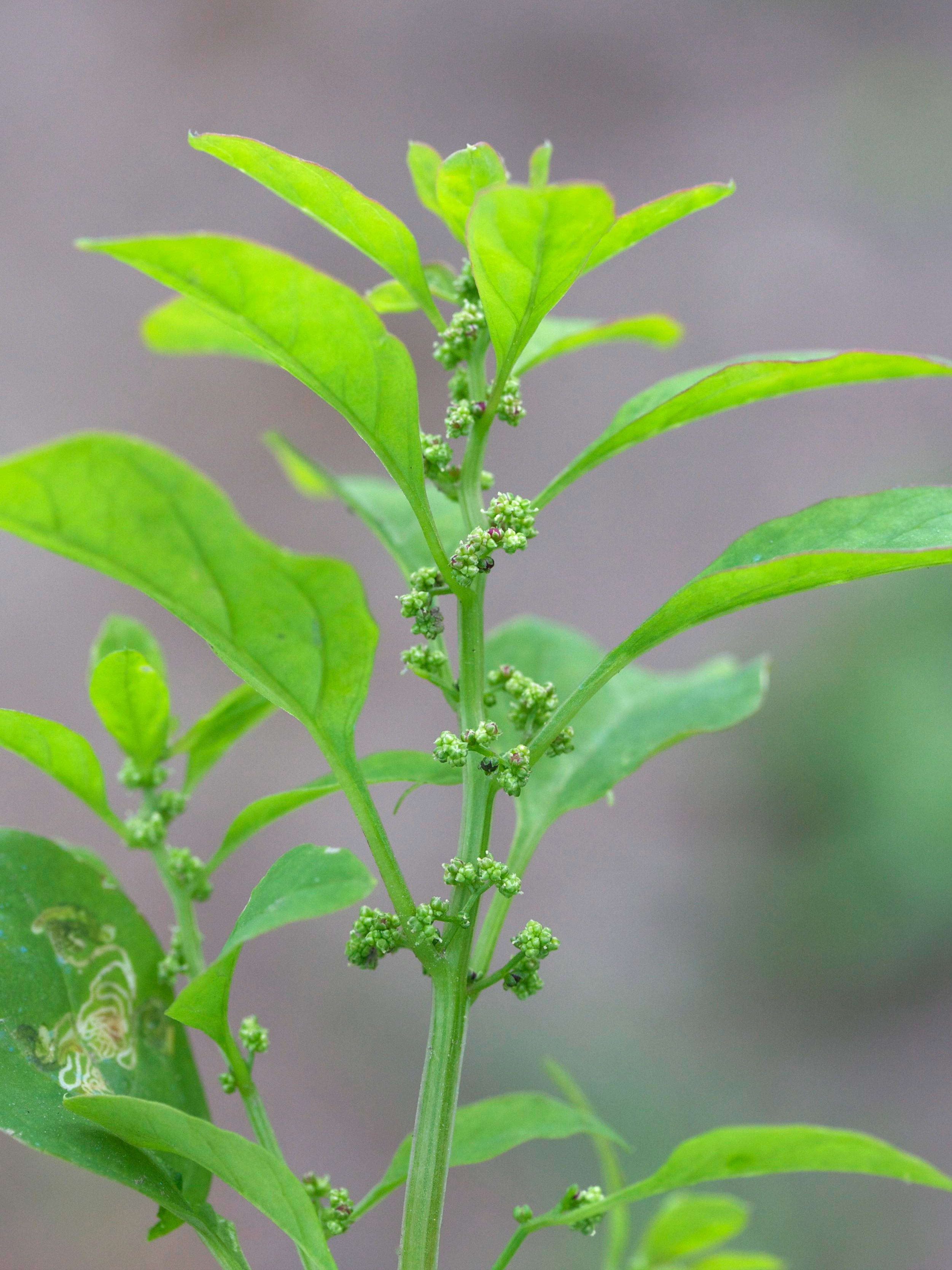 Afficher le média chenopodium_polyspermum4md chenopodium_polyspermum4md