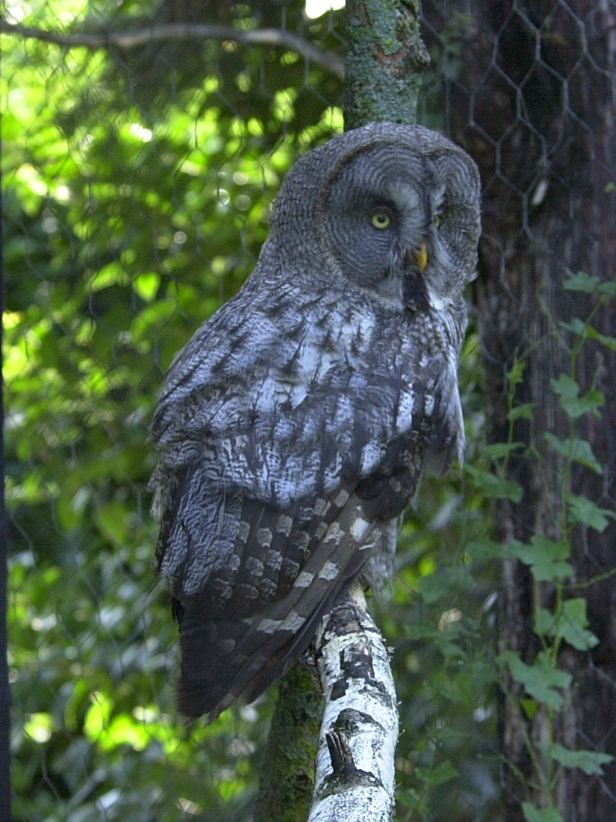 chouette_lapone_-_strix_nebulosa3md