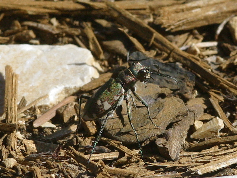 cicindela_hybrida_riparia2bd