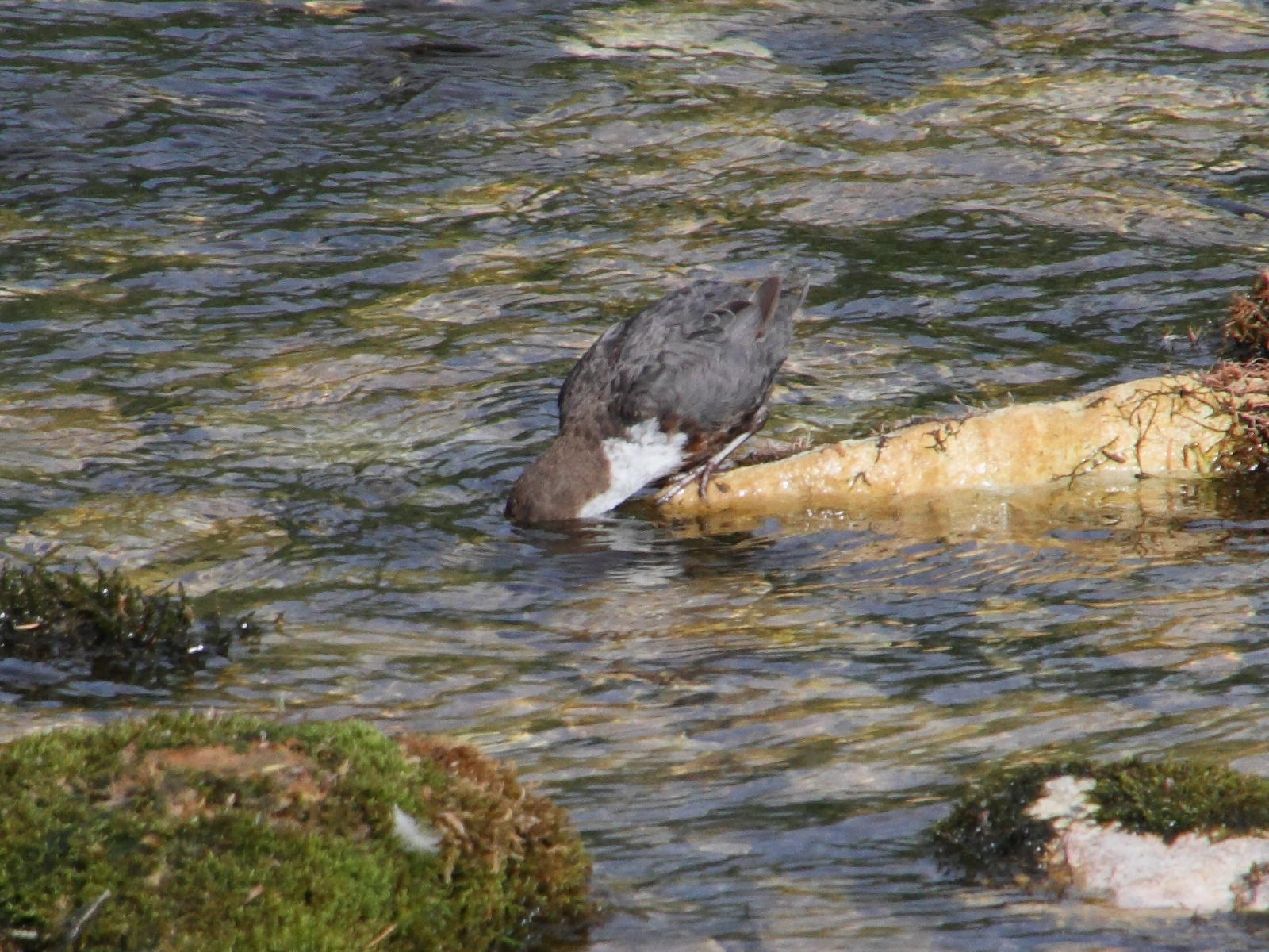 cincle_plongeur_-_cinclus_cinclus4md