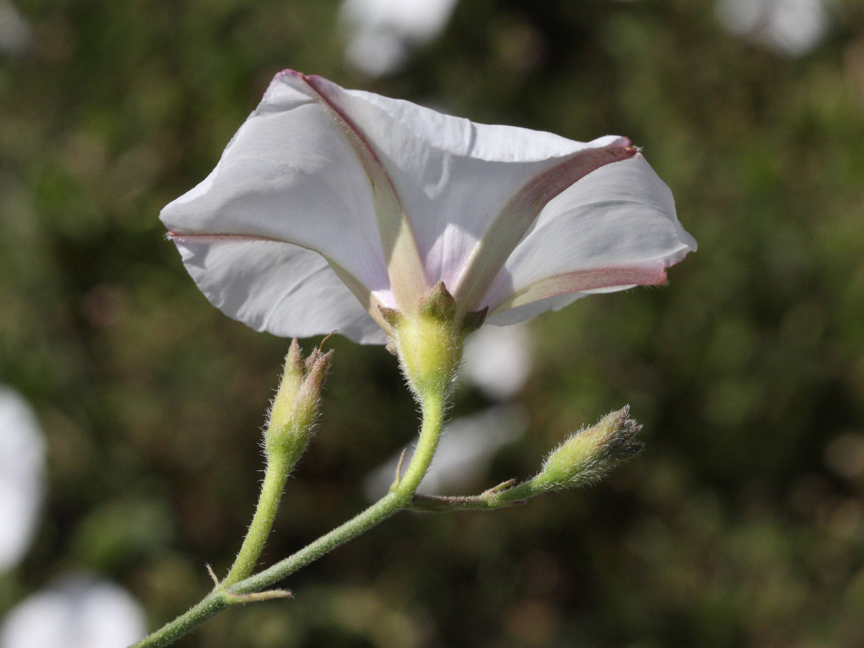 convolvulus_betonicifolius2md