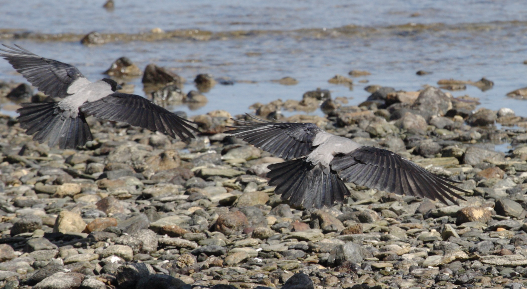 corneille_mantelee_-_corvus_cornix3bd