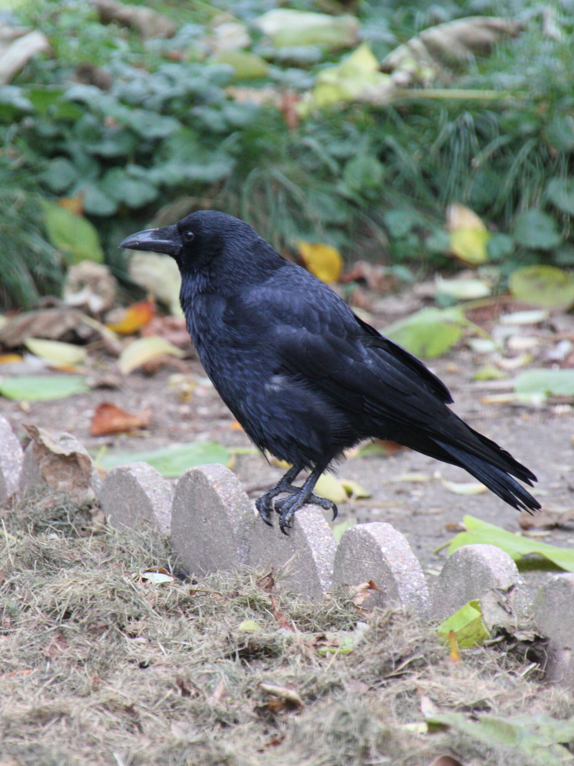 corneille_noire_-_corvus_corone1bd