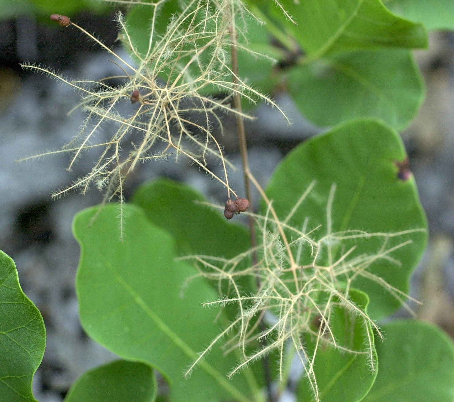 Afficher le média Cotinus_coggygria Cotinus_coggygria