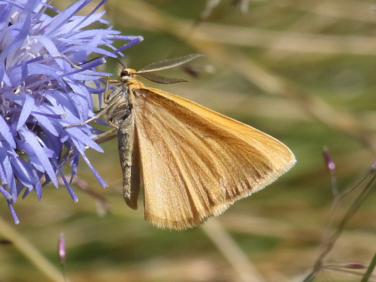 Afficher le média crocota_tinctaria1bd crocota_tinctaria1bd