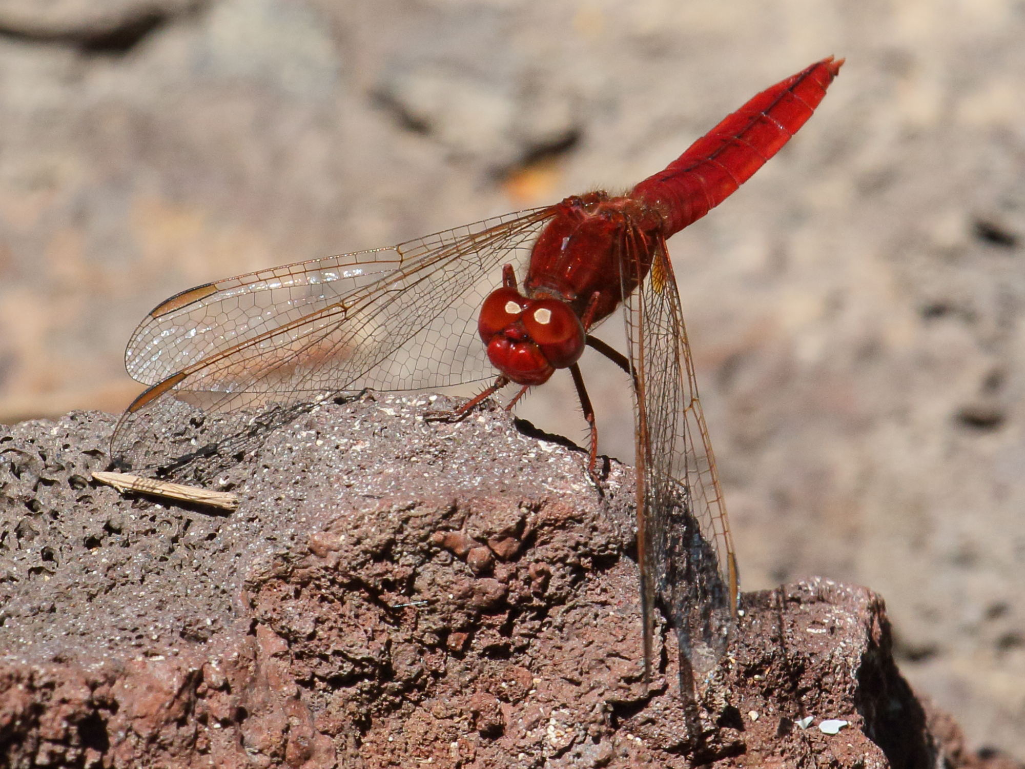crocothemis_erythraea3bd