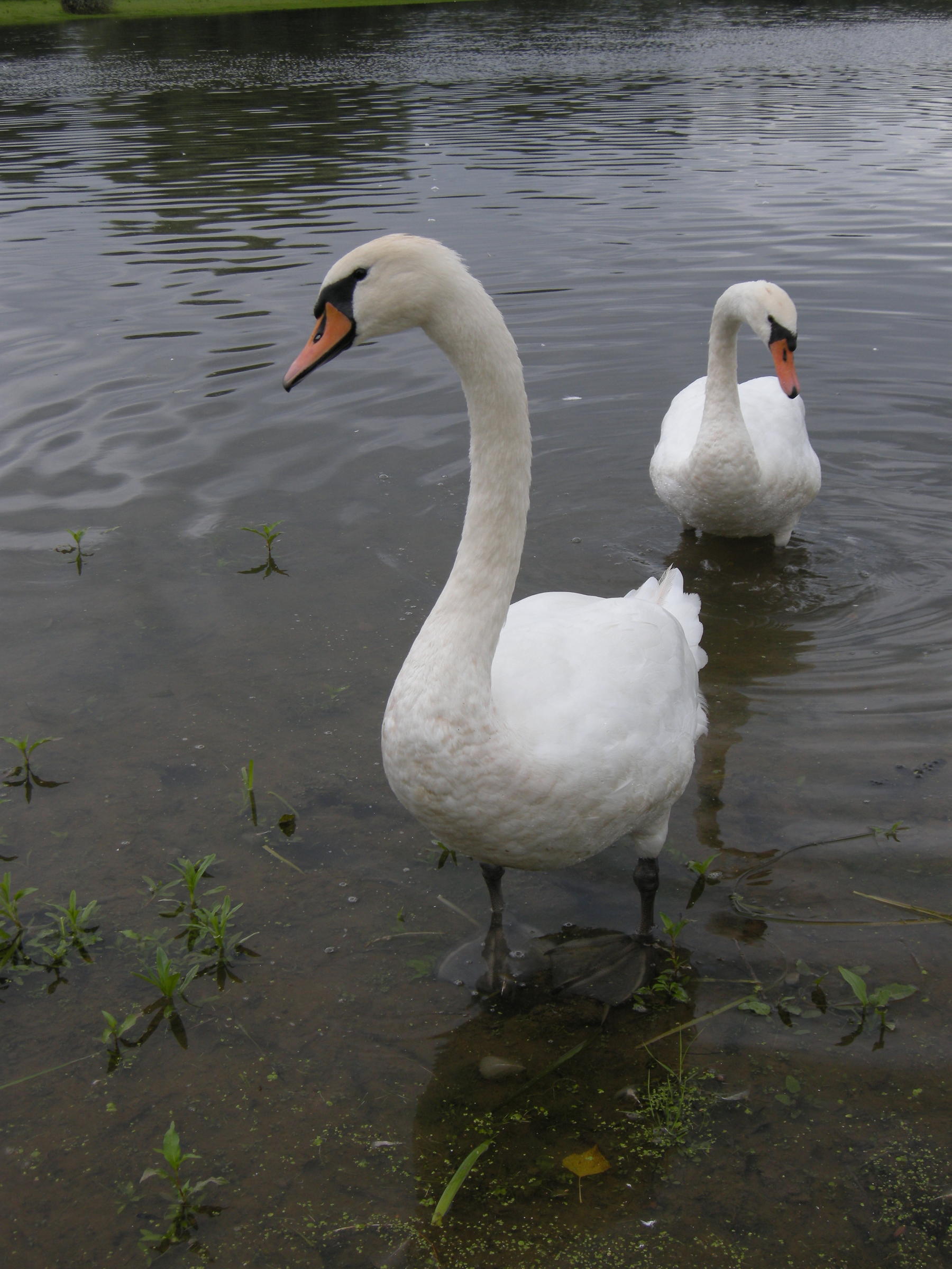 cygne_tubercule_-_cygnus_olor5md