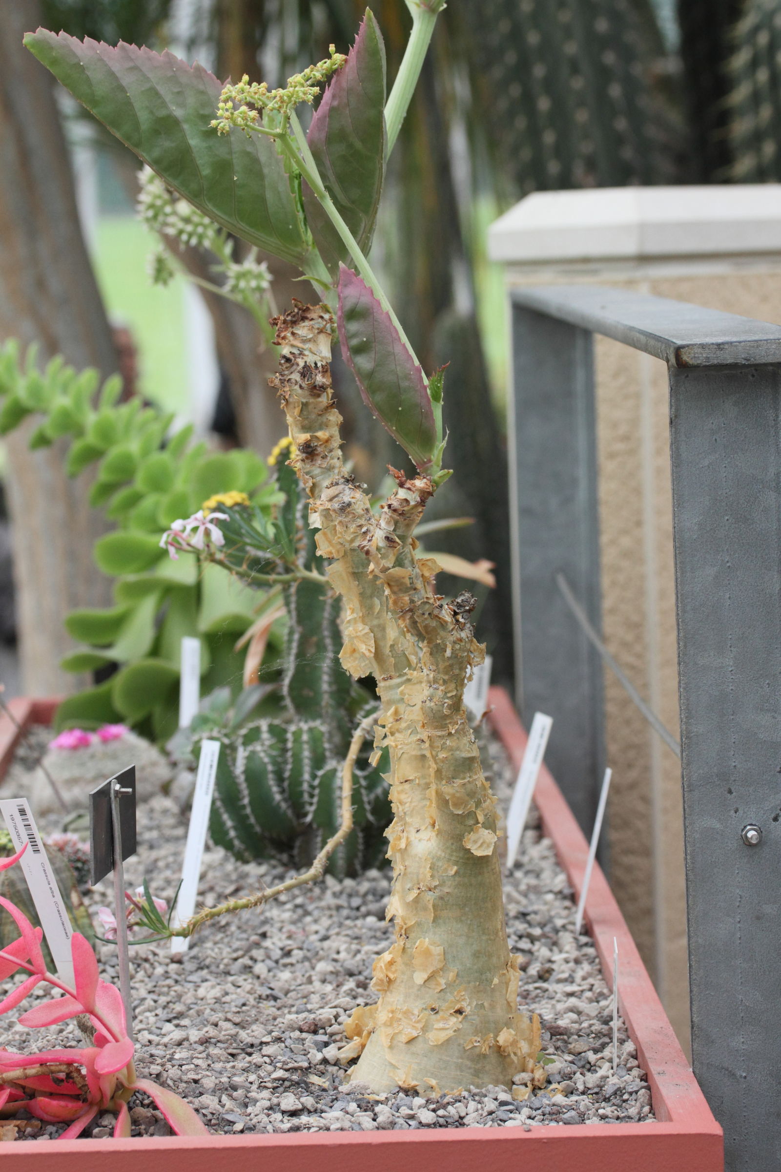 Afficher le média cyphostemma_cirrhosum1md cyphostemma_cirrhosum1md