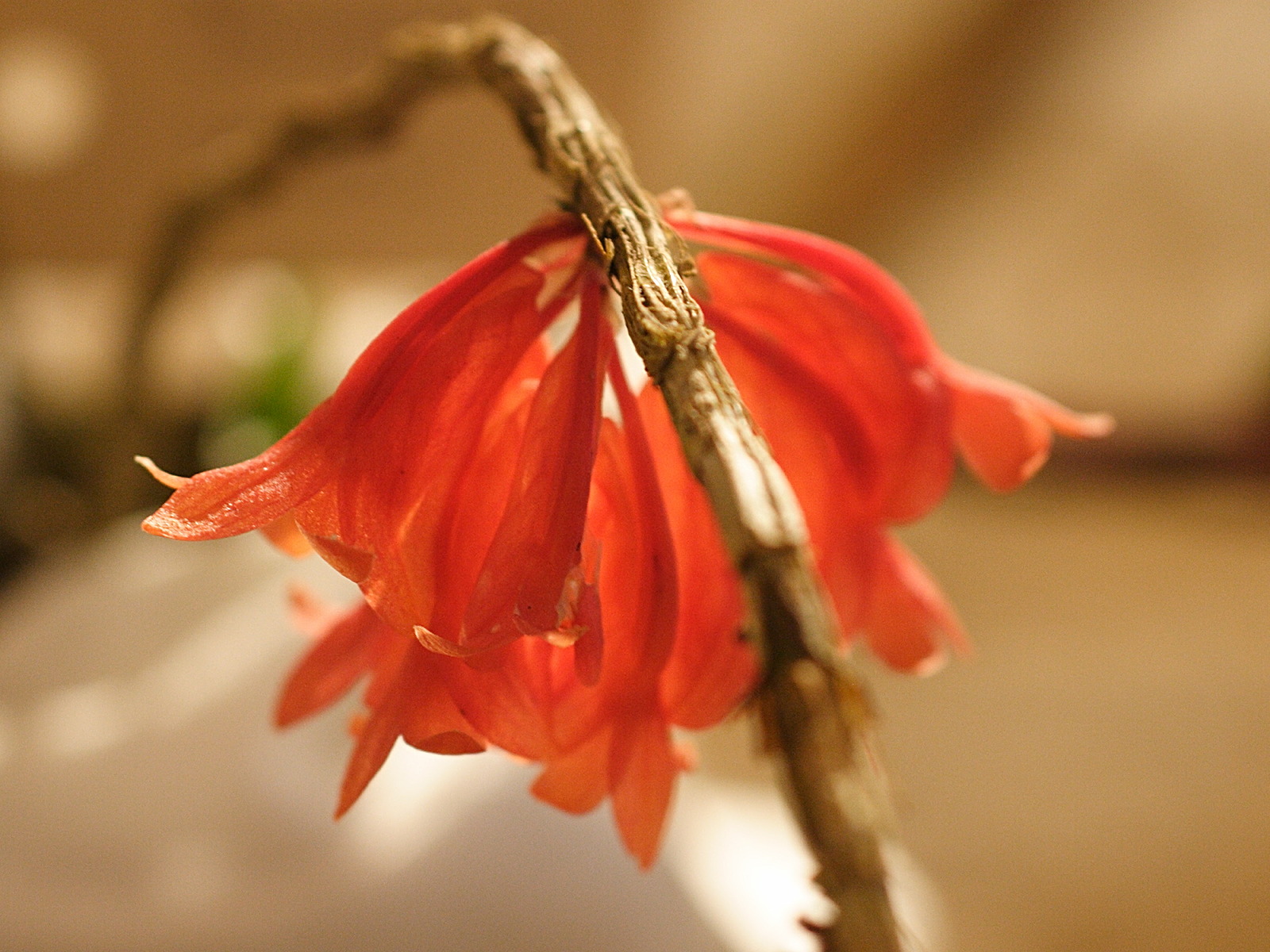 dendrobium_lawesii2md