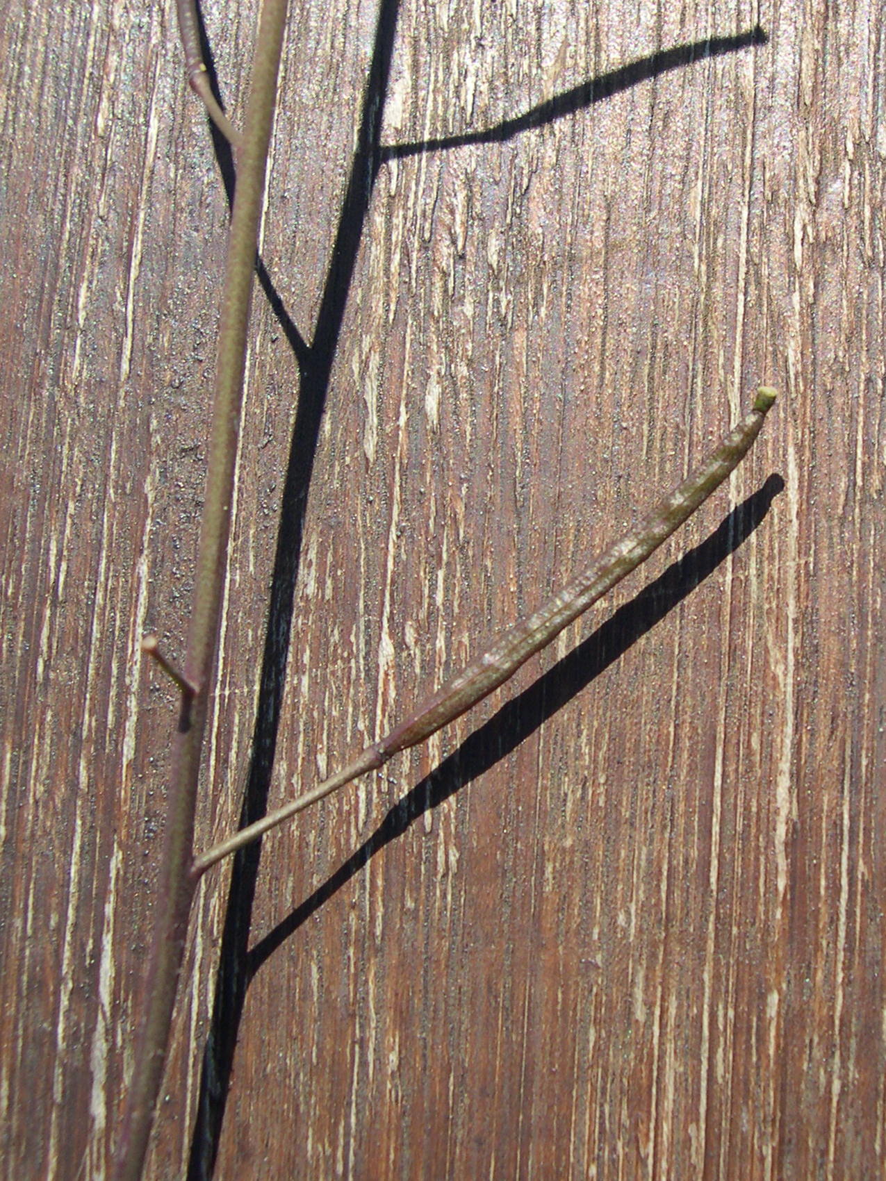 Afficher le média diplotaxis_muralis4md diplotaxis_muralis4md