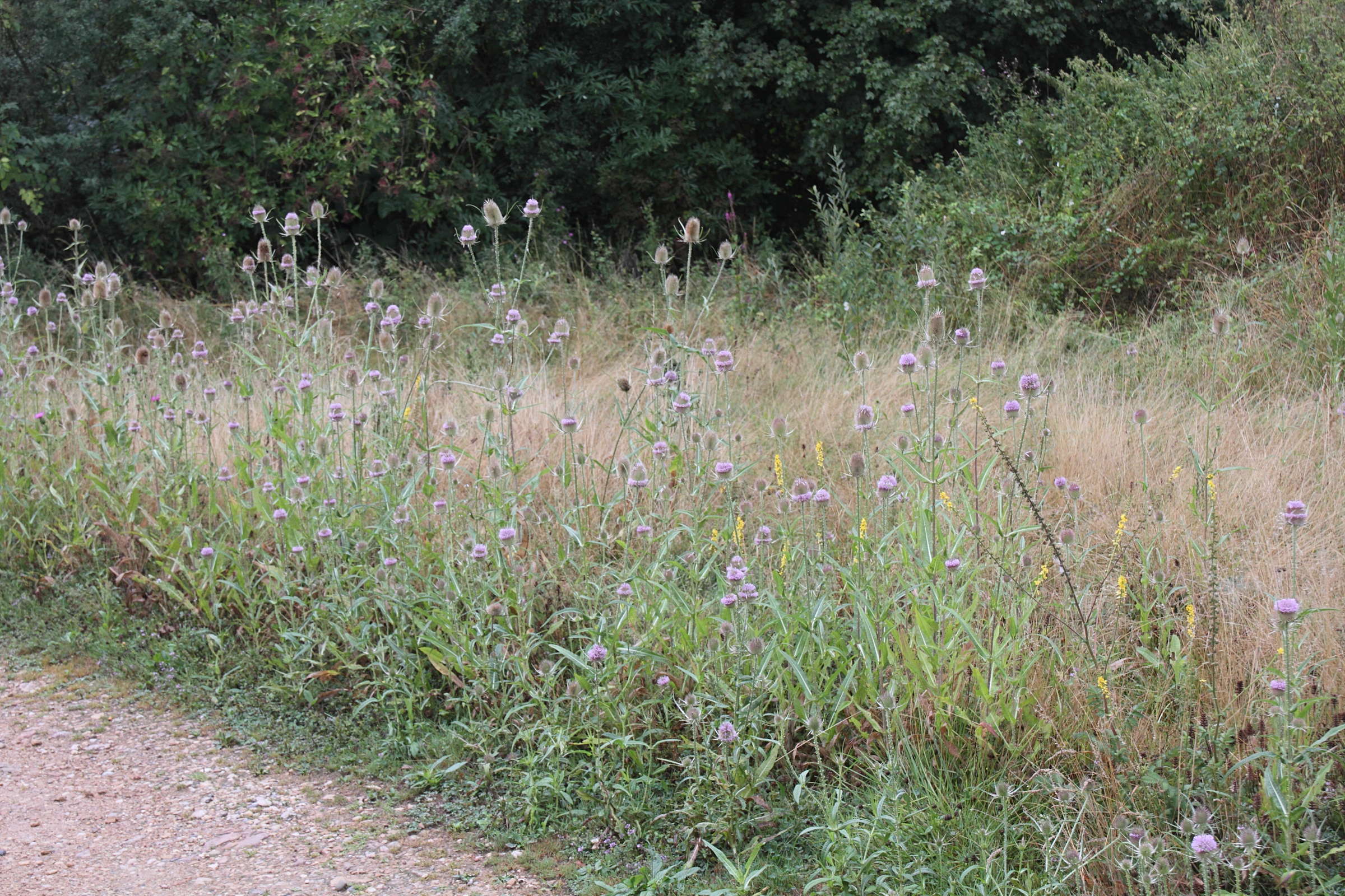 dipsacus_fullonum1md