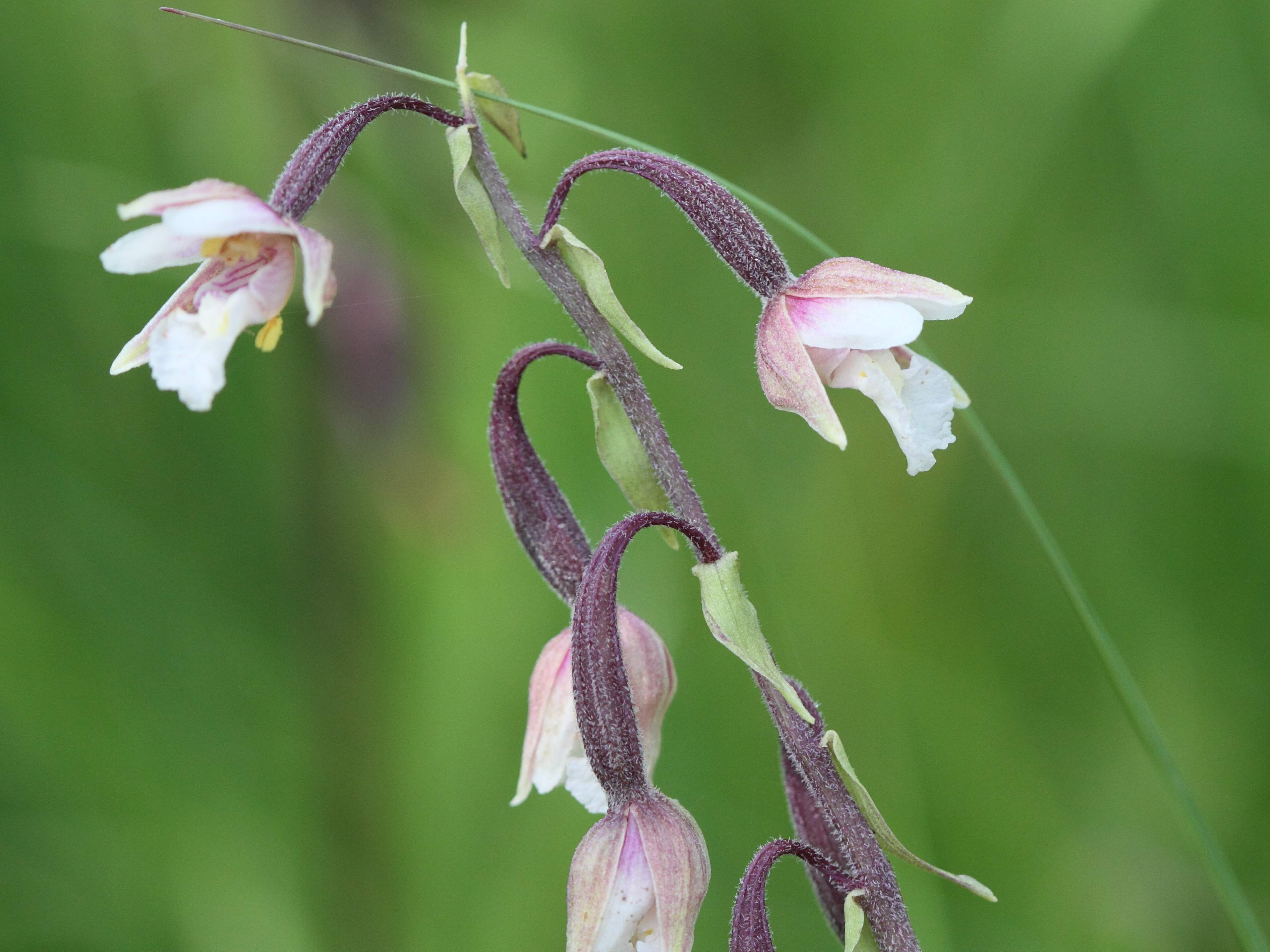 epipactis_palustris3bd