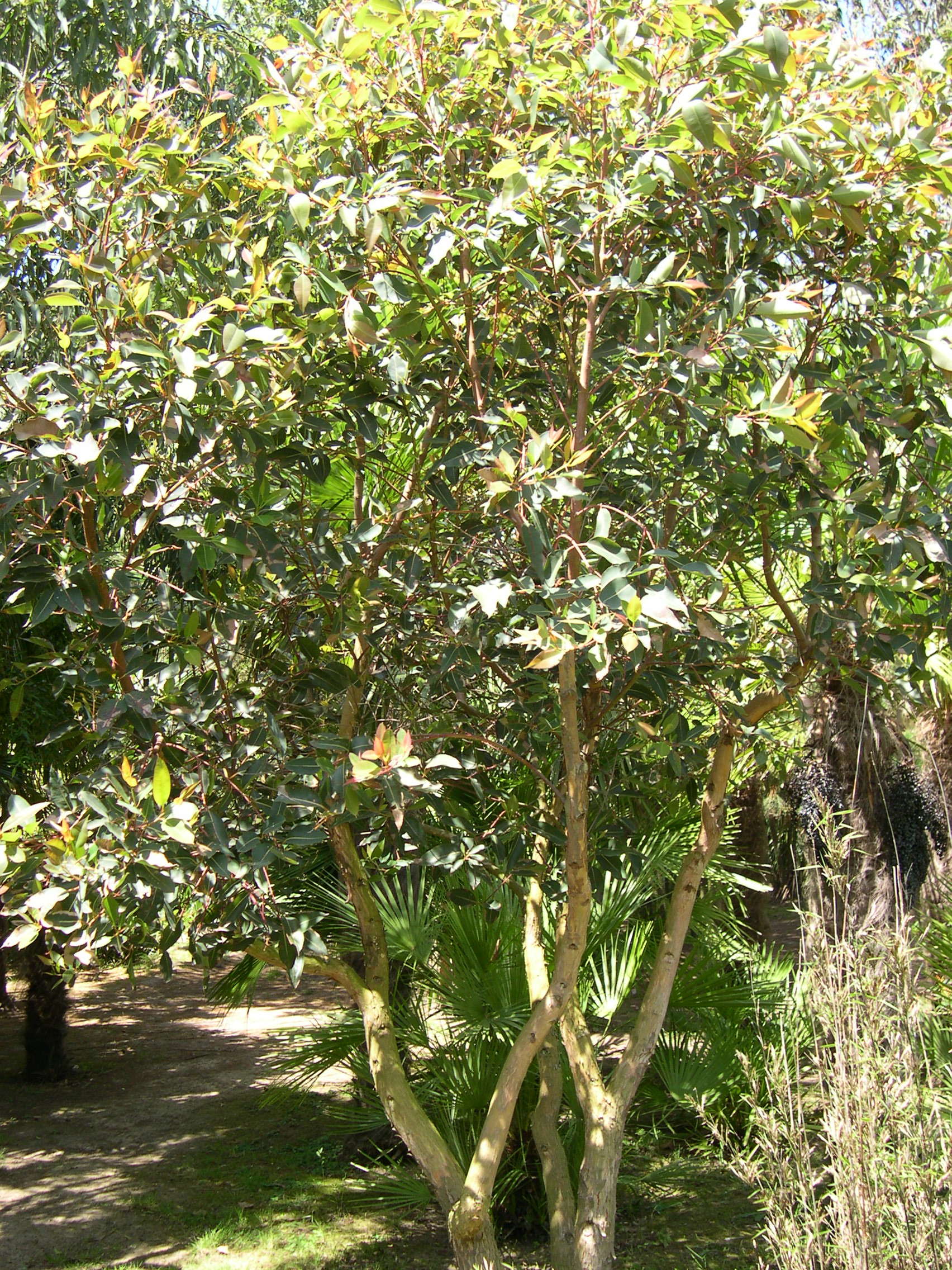 Afficher le média eucalyptus_ficifolia1md eucalyptus_ficifolia1md