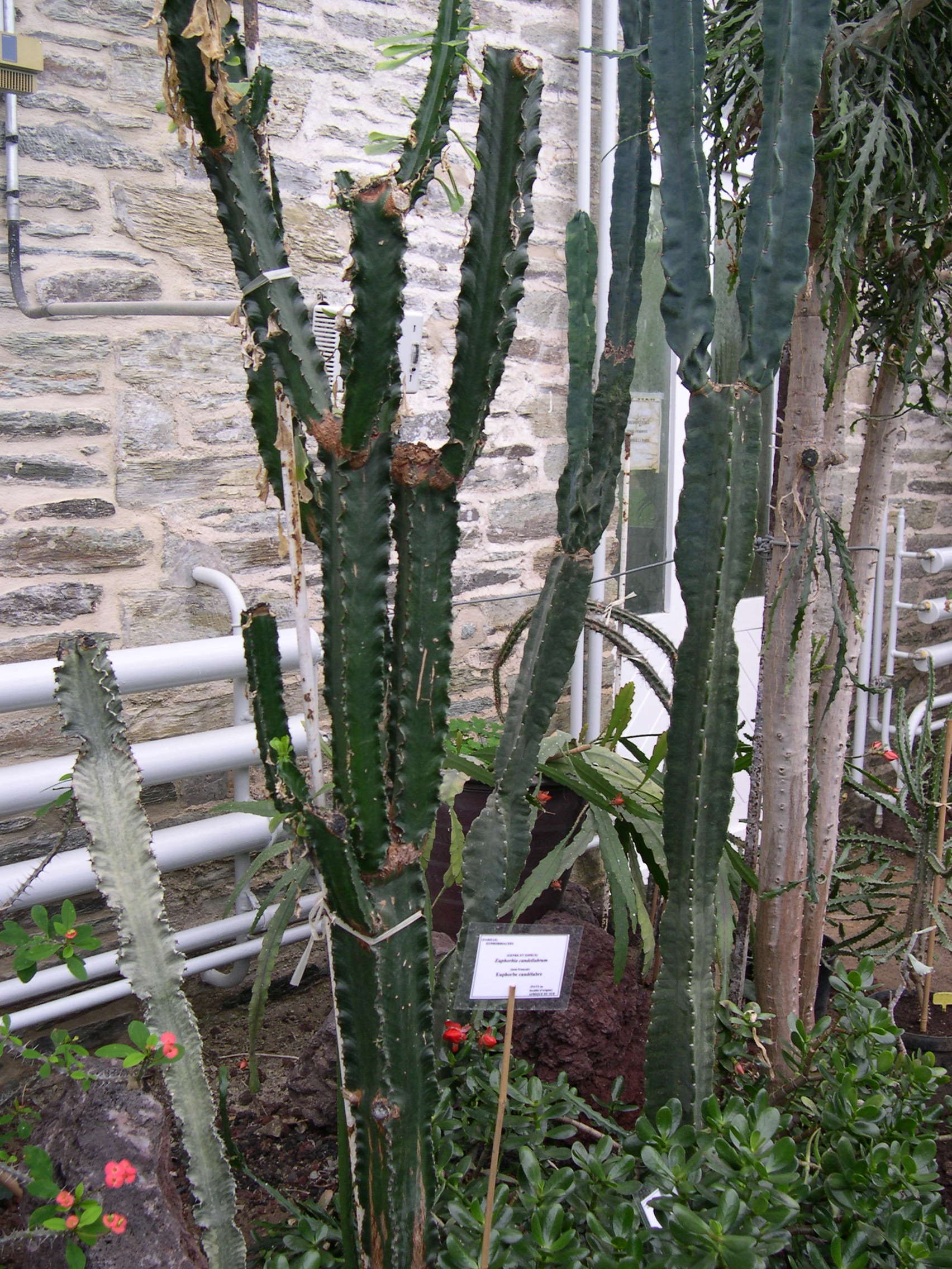 Afficher le média Euphorbia_candelabrum Euphorbia_candelabrum