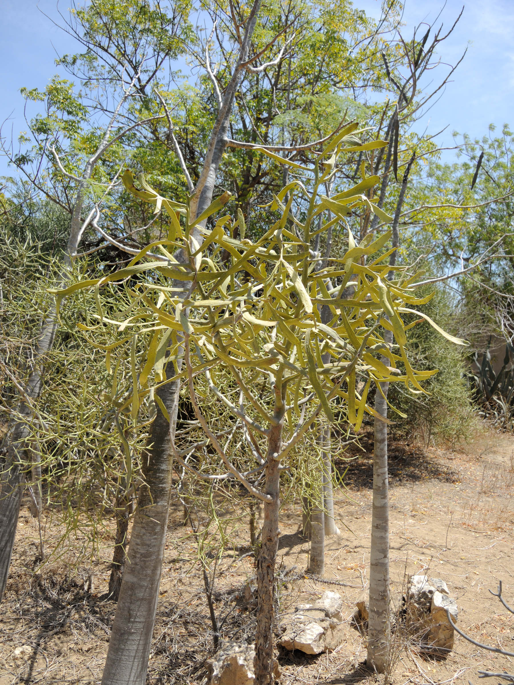 euphorbia_enterophora1md