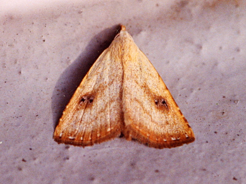 evergestis_forficalis1md