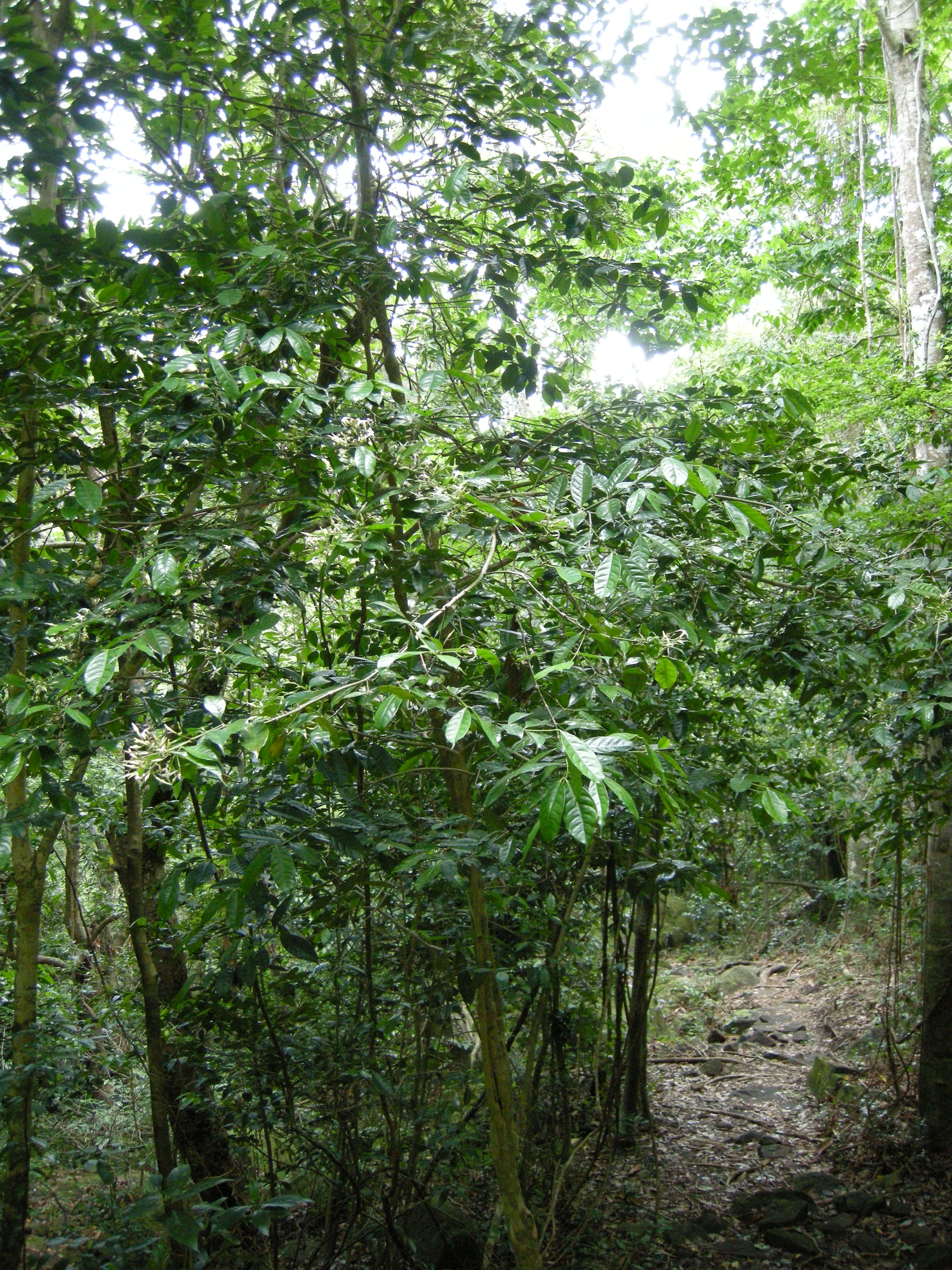 faramea_occidentalis4md