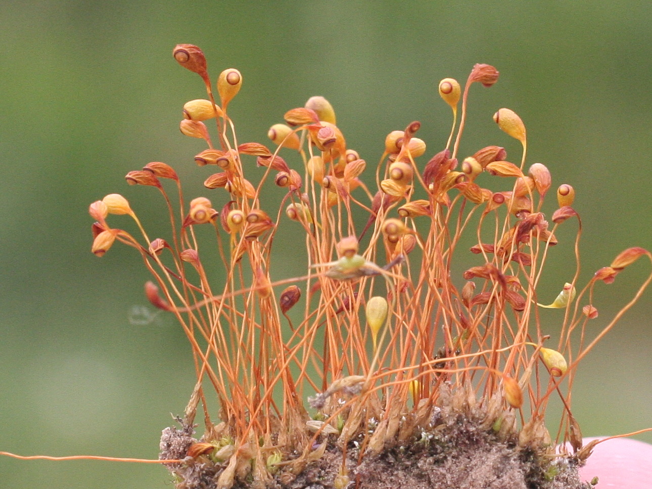 funaria_hygrometrica3md