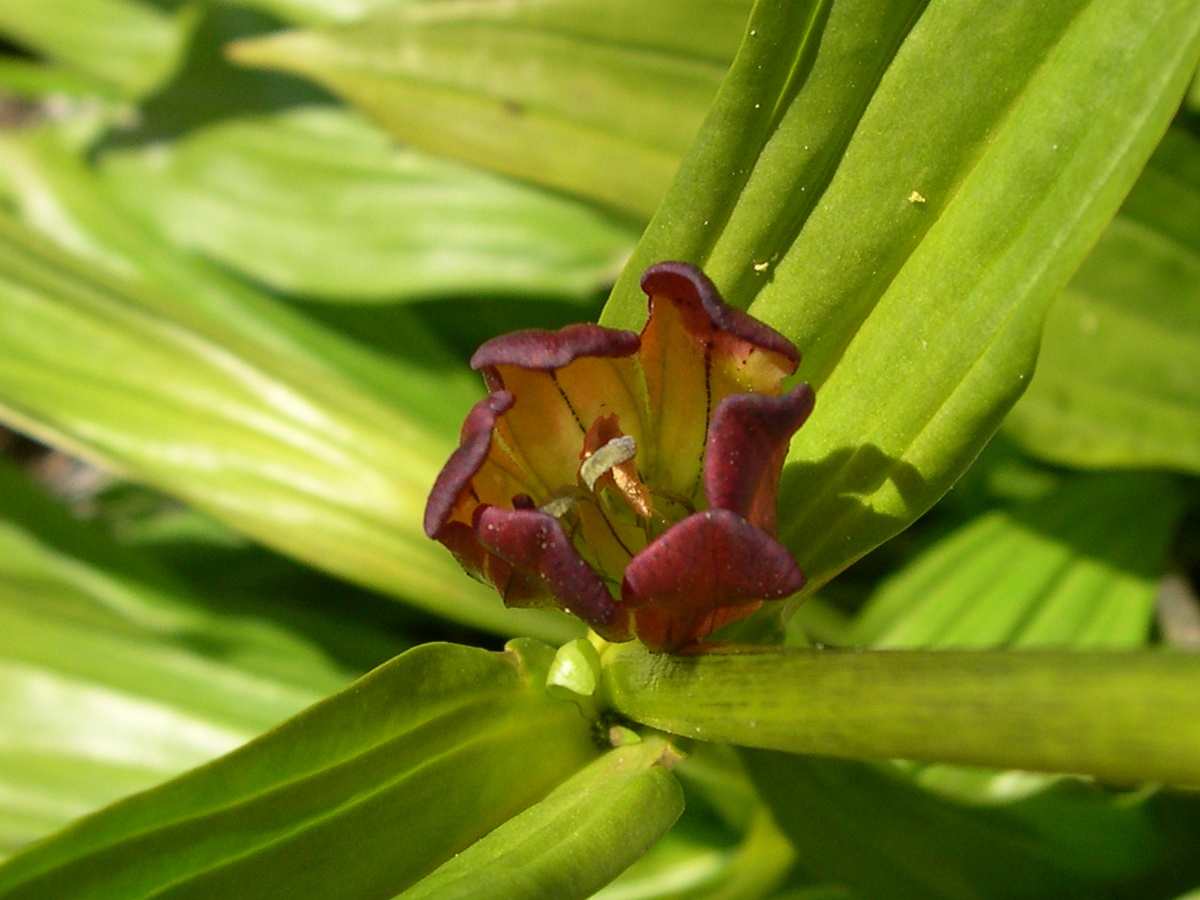 gentiana_purpurea3md