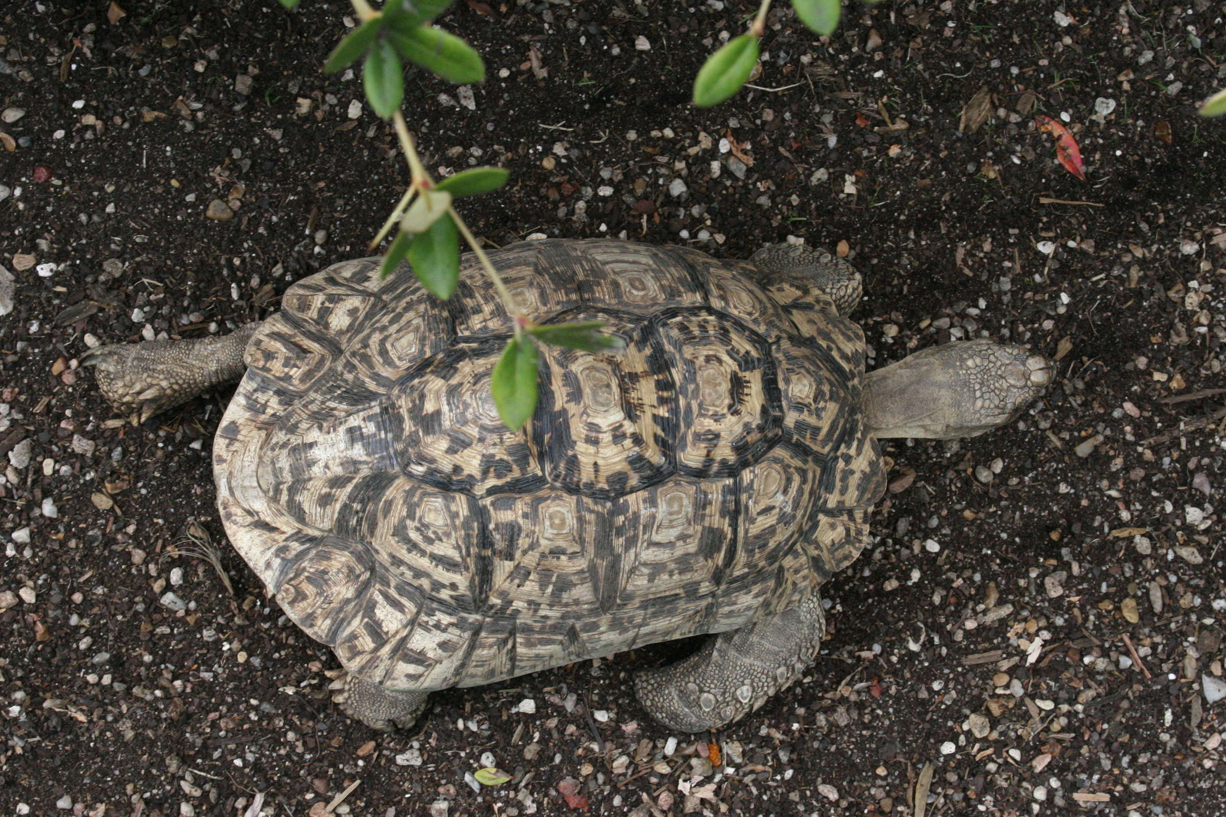 geochelone_pardalis1md