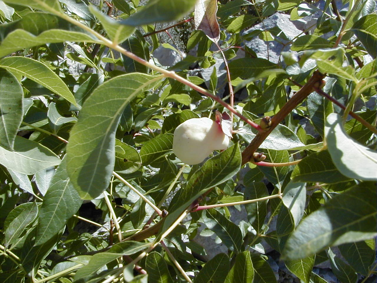 Afficher le média geoica_utricularia_gallemd geoica_utricularia_gallemd