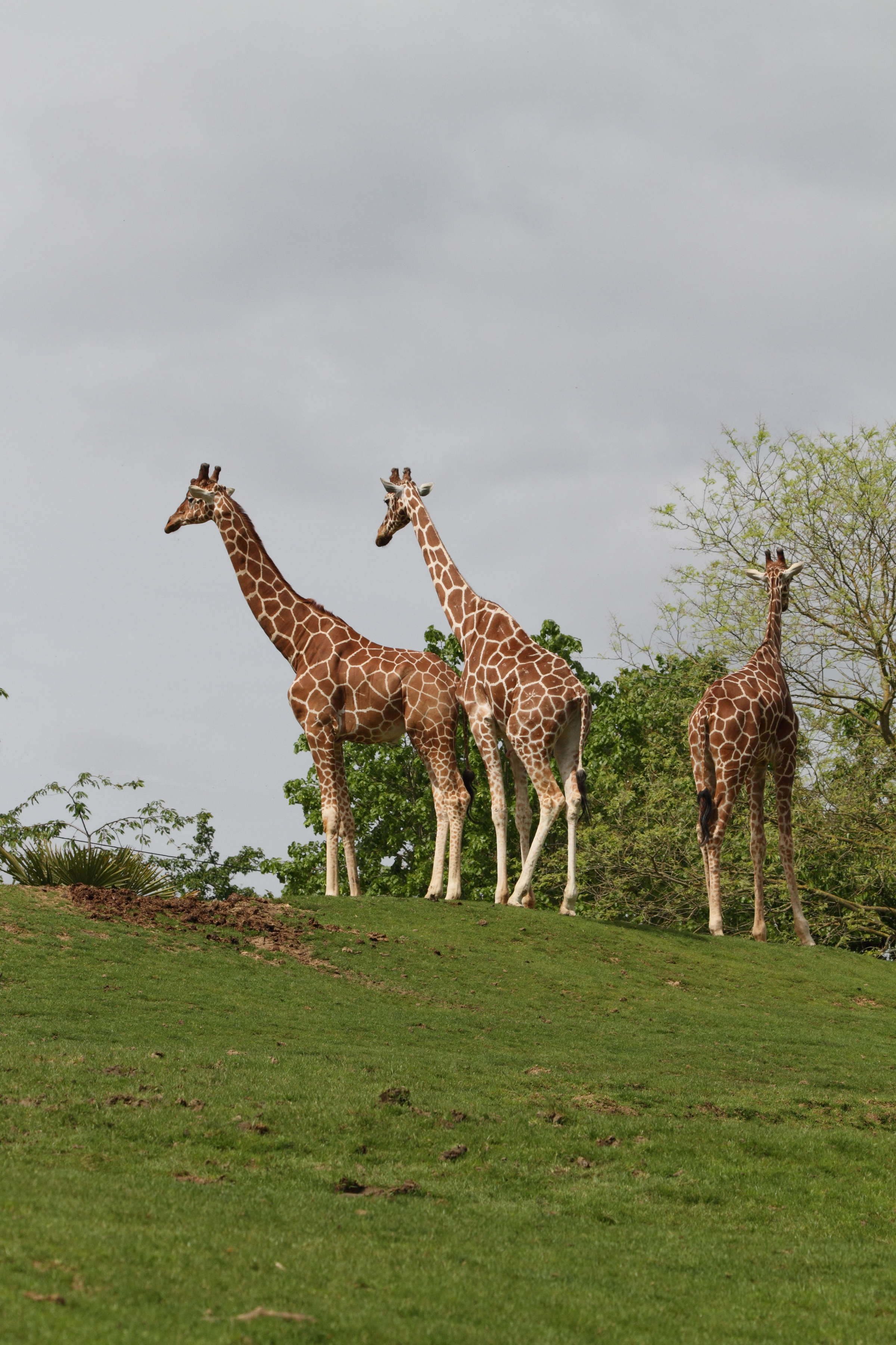 giraffa_reticulata1bd