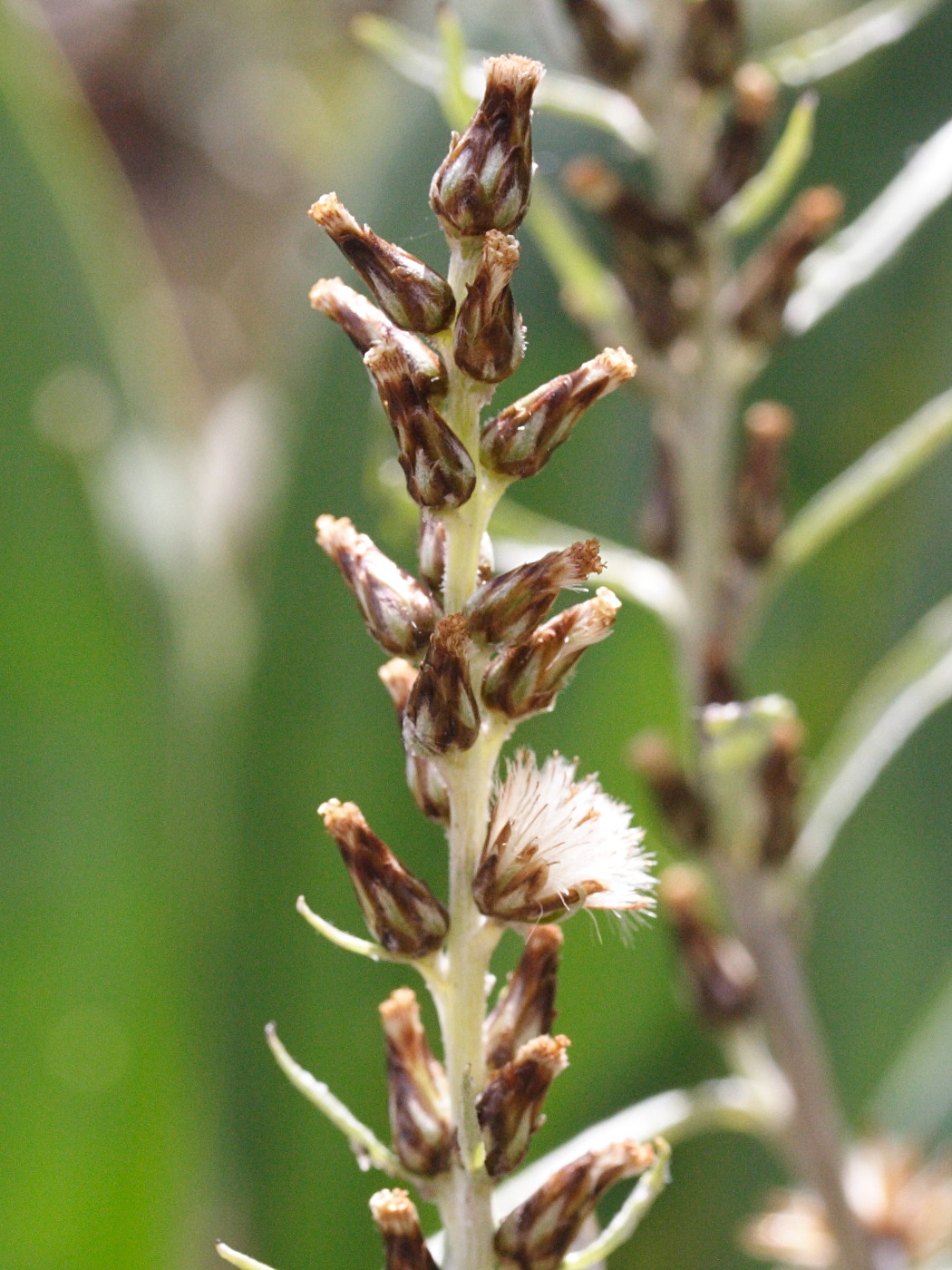 Afficher le média gnaphalium_norvegicum2md gnaphalium_norvegicum2md