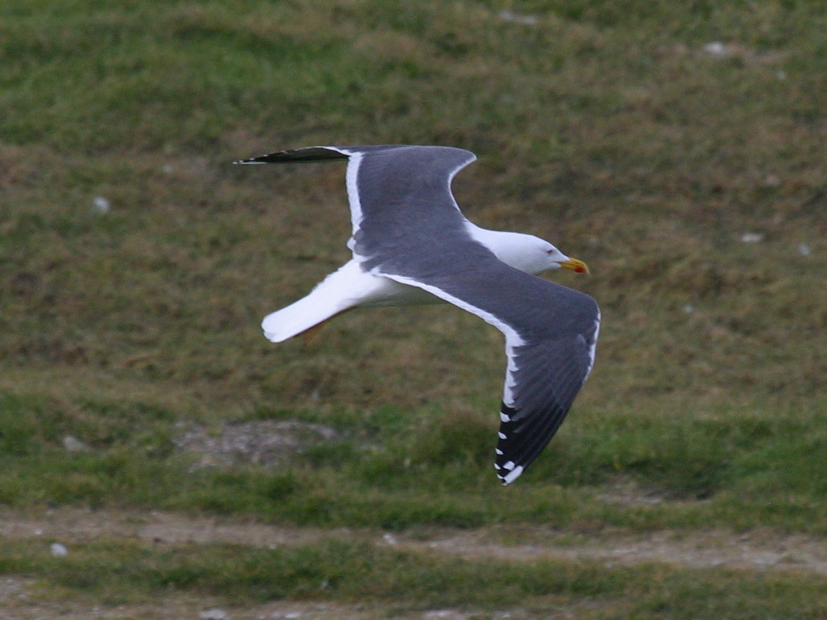 goeland_brun_-_larus_fuscus2bd