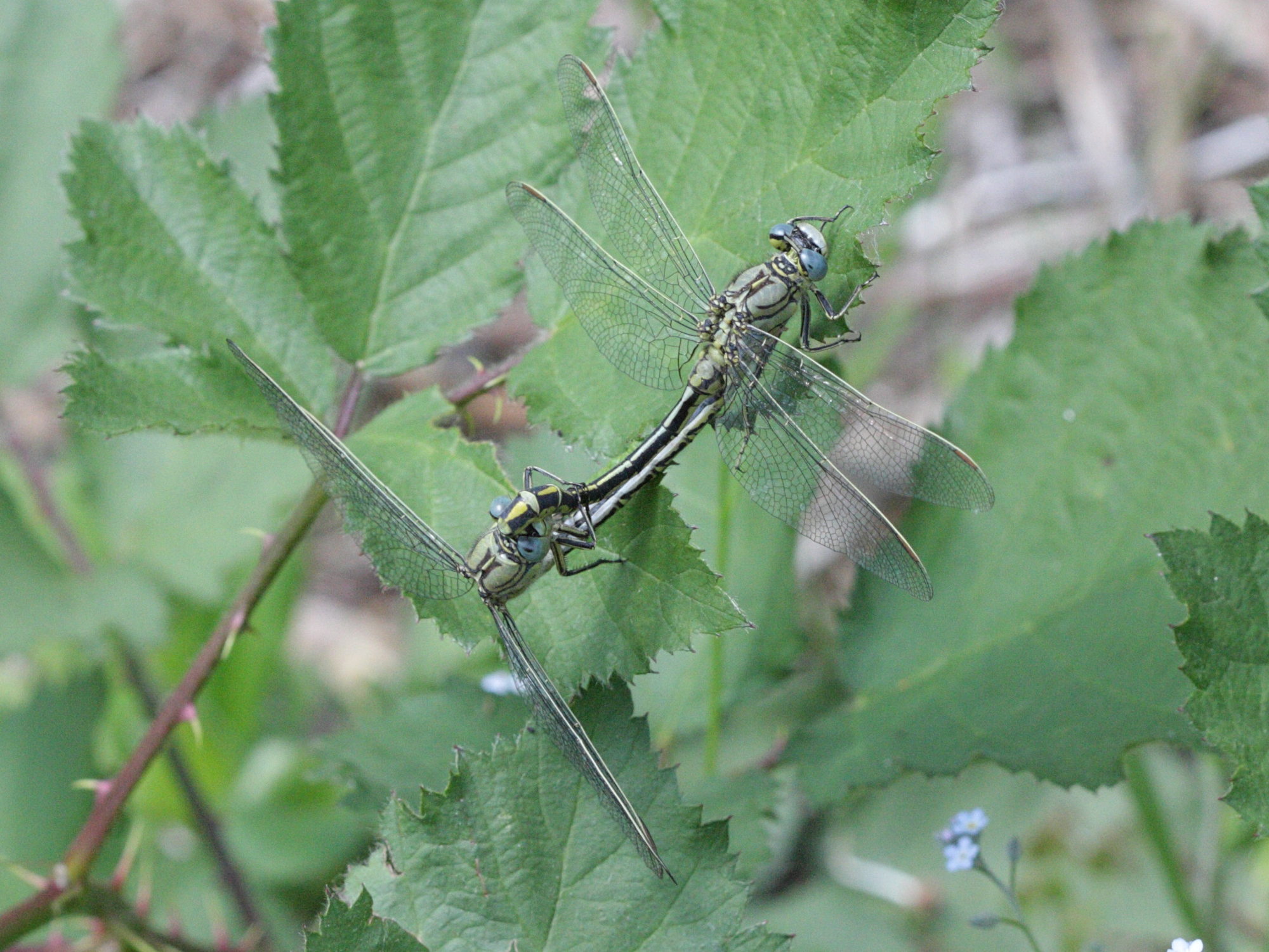 gomphus_pulchellus5bd
