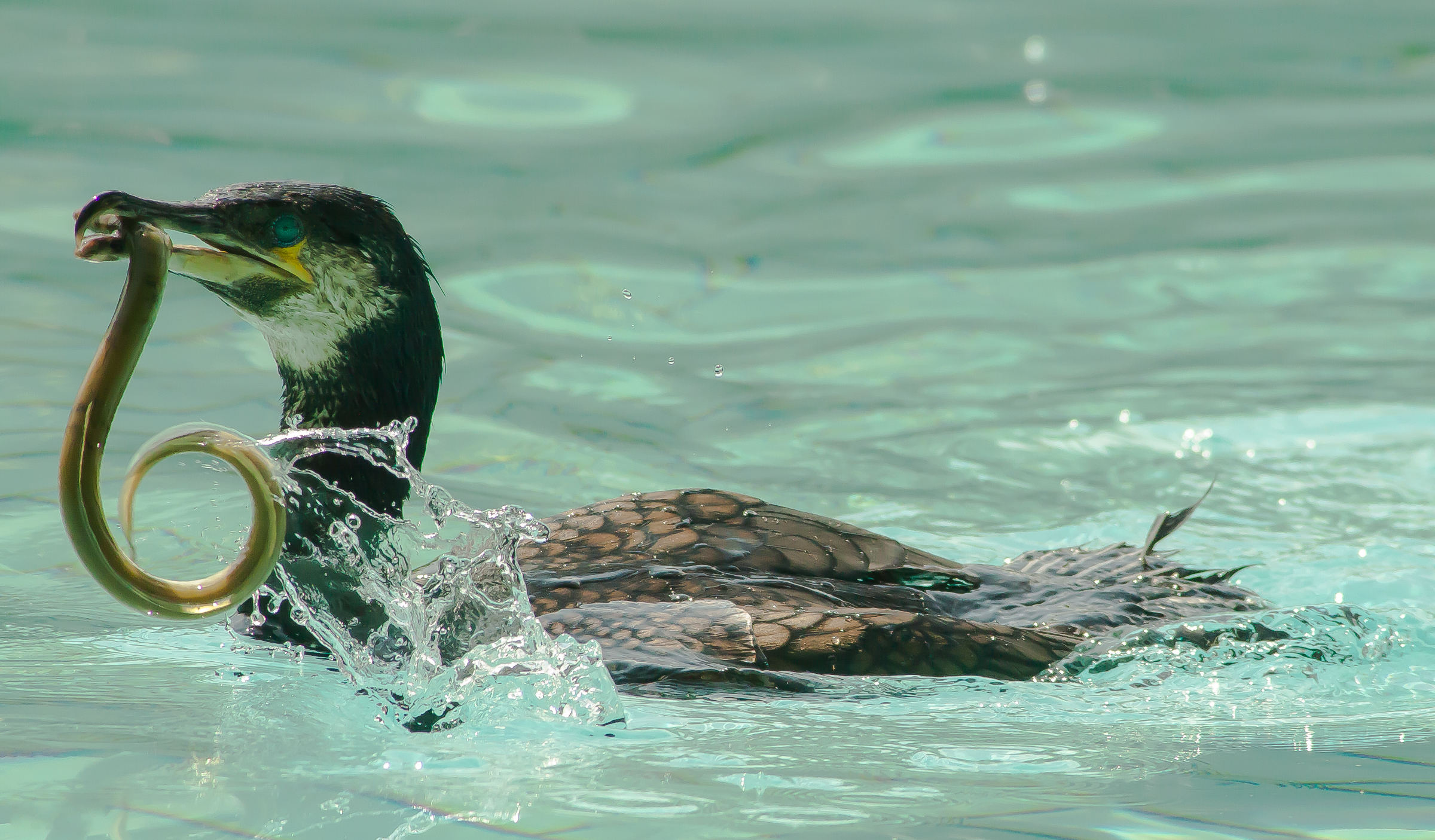 grand_cormoran_-_phalacrocorax_carbo9cd