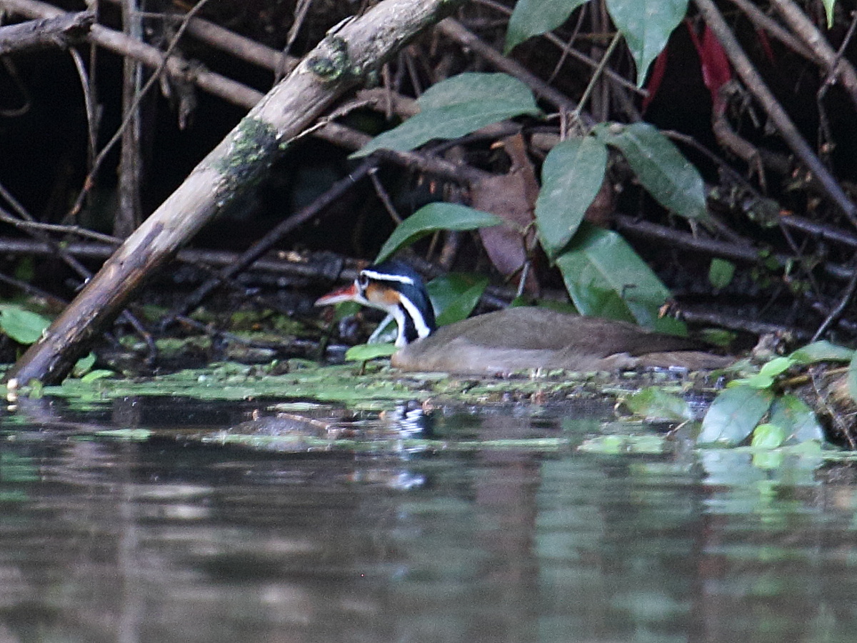 grebifoulque_d-amerique_-_heliornis_fulica1bd