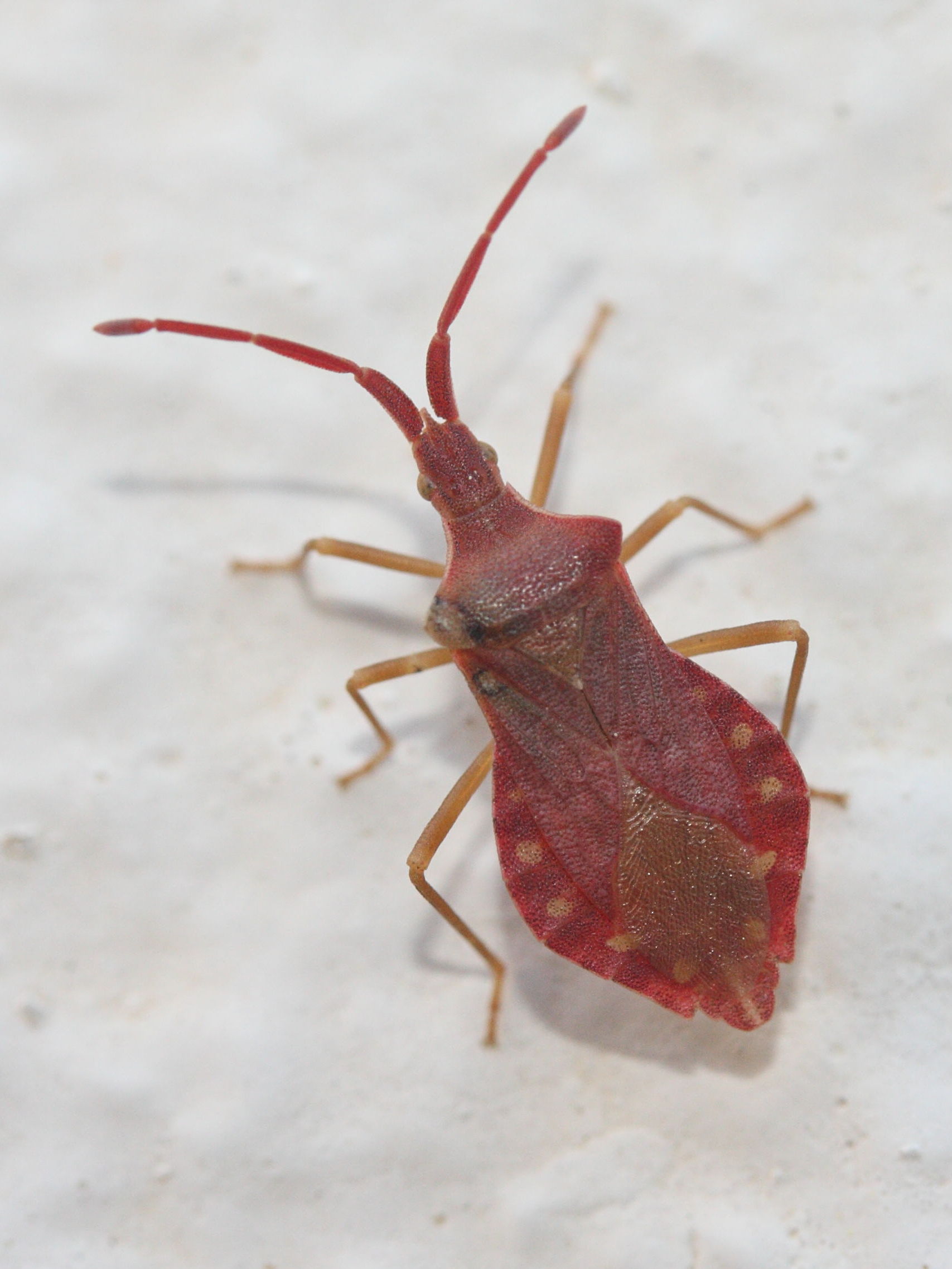 haploprocta_sulcicornis1md