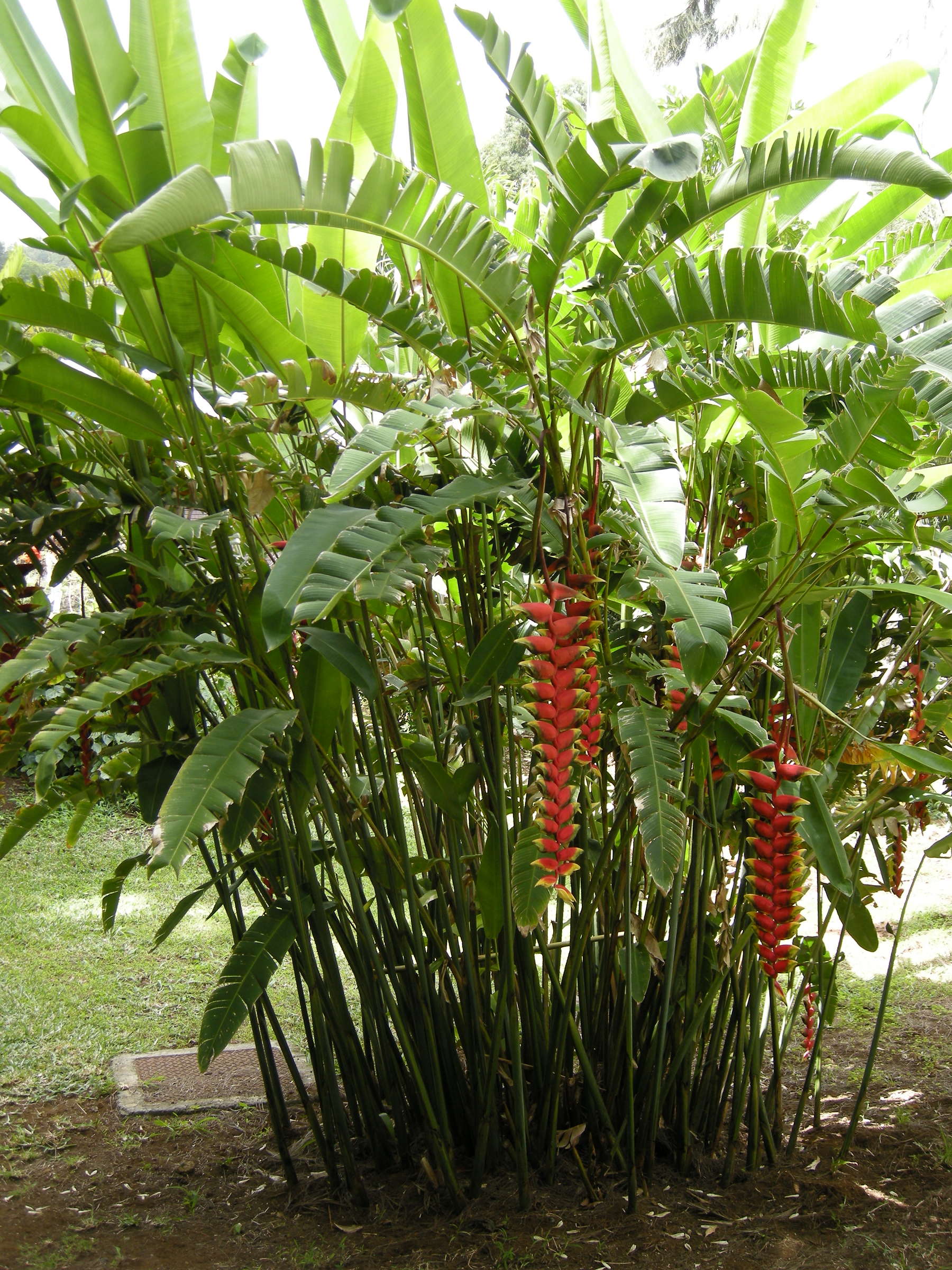 heliconia_rostrata3md